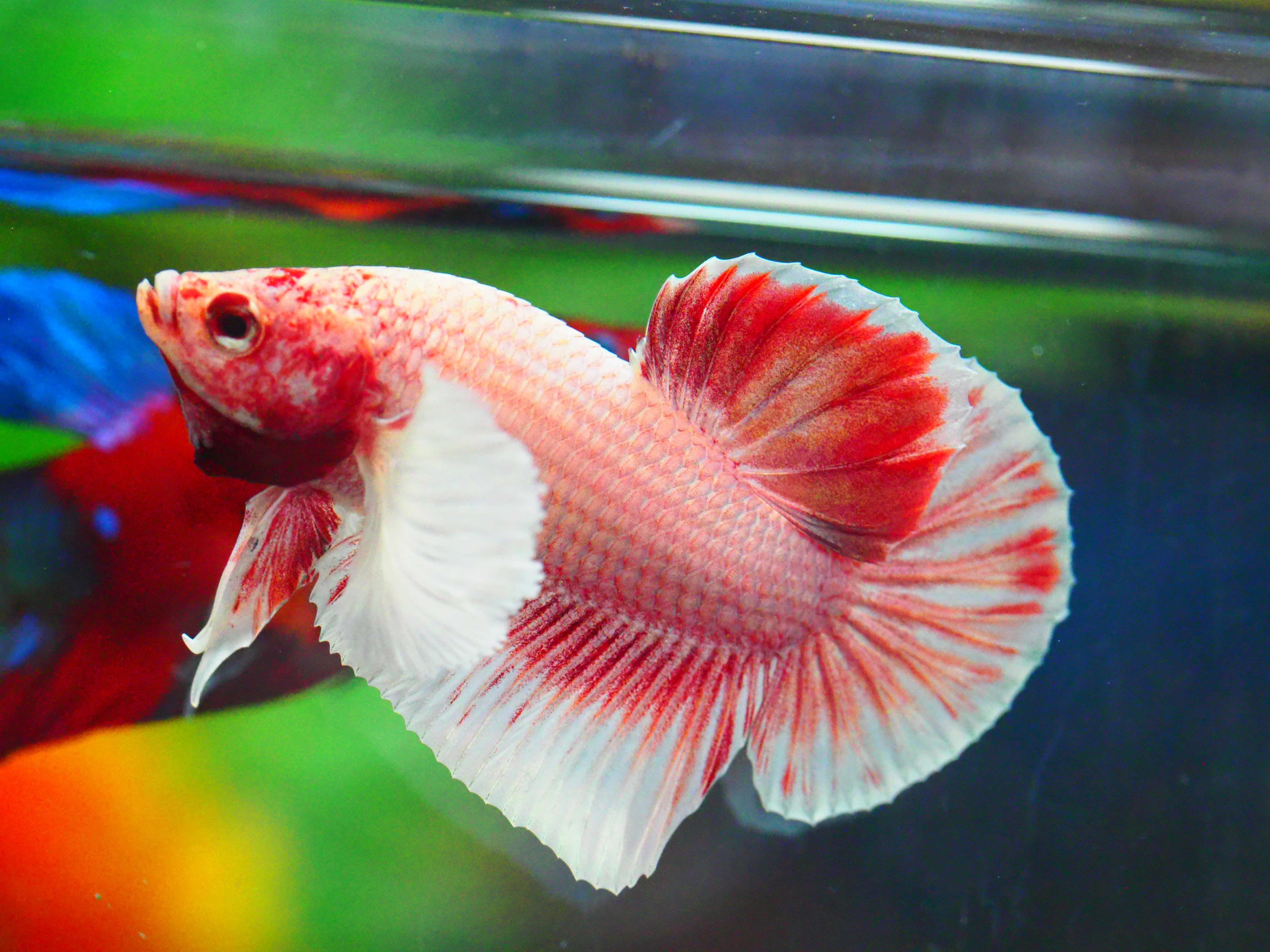 HMPK DUMBO MALE GRADE A +++