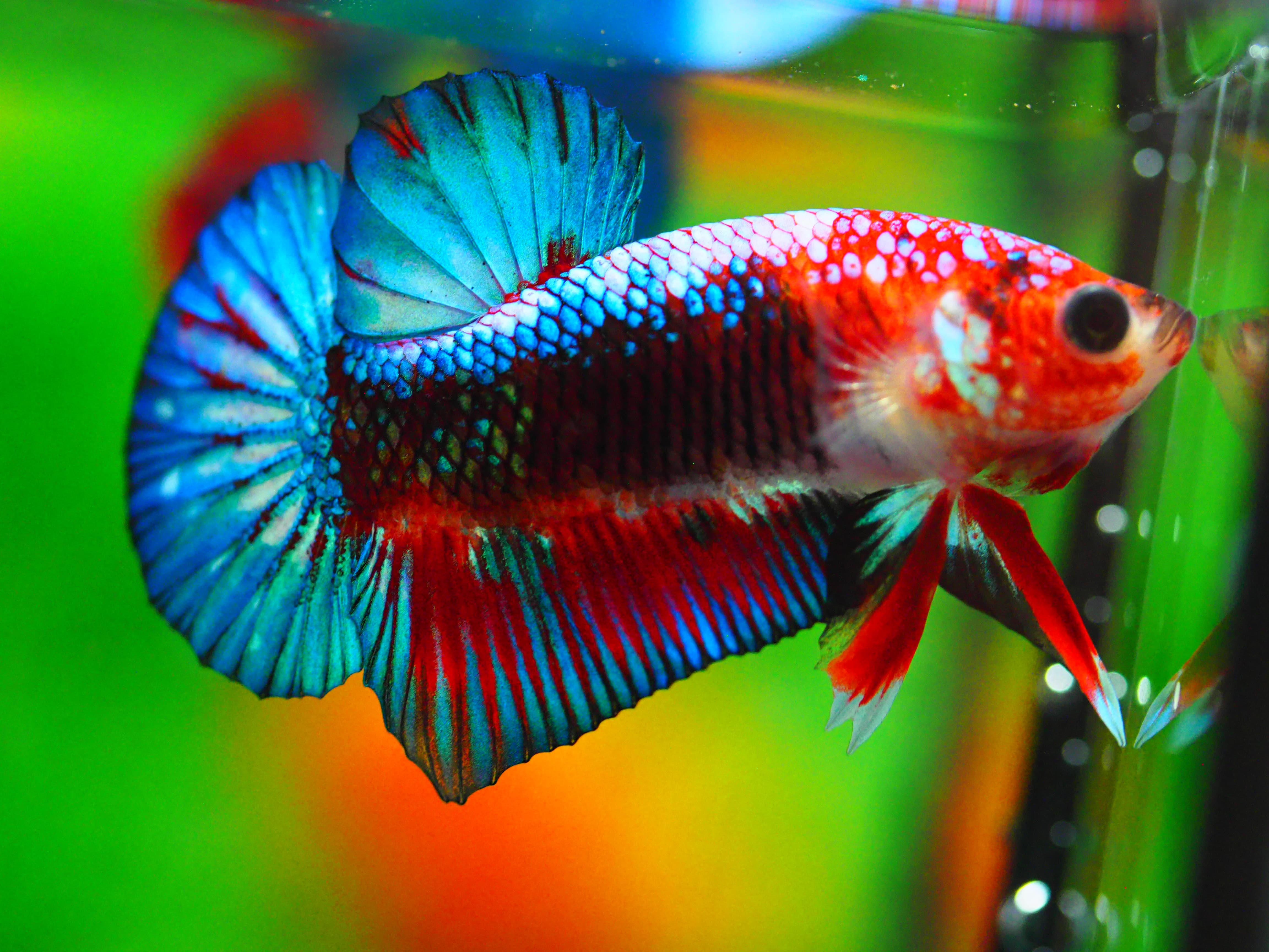 HMPK FANCY MALE GRADE A +++