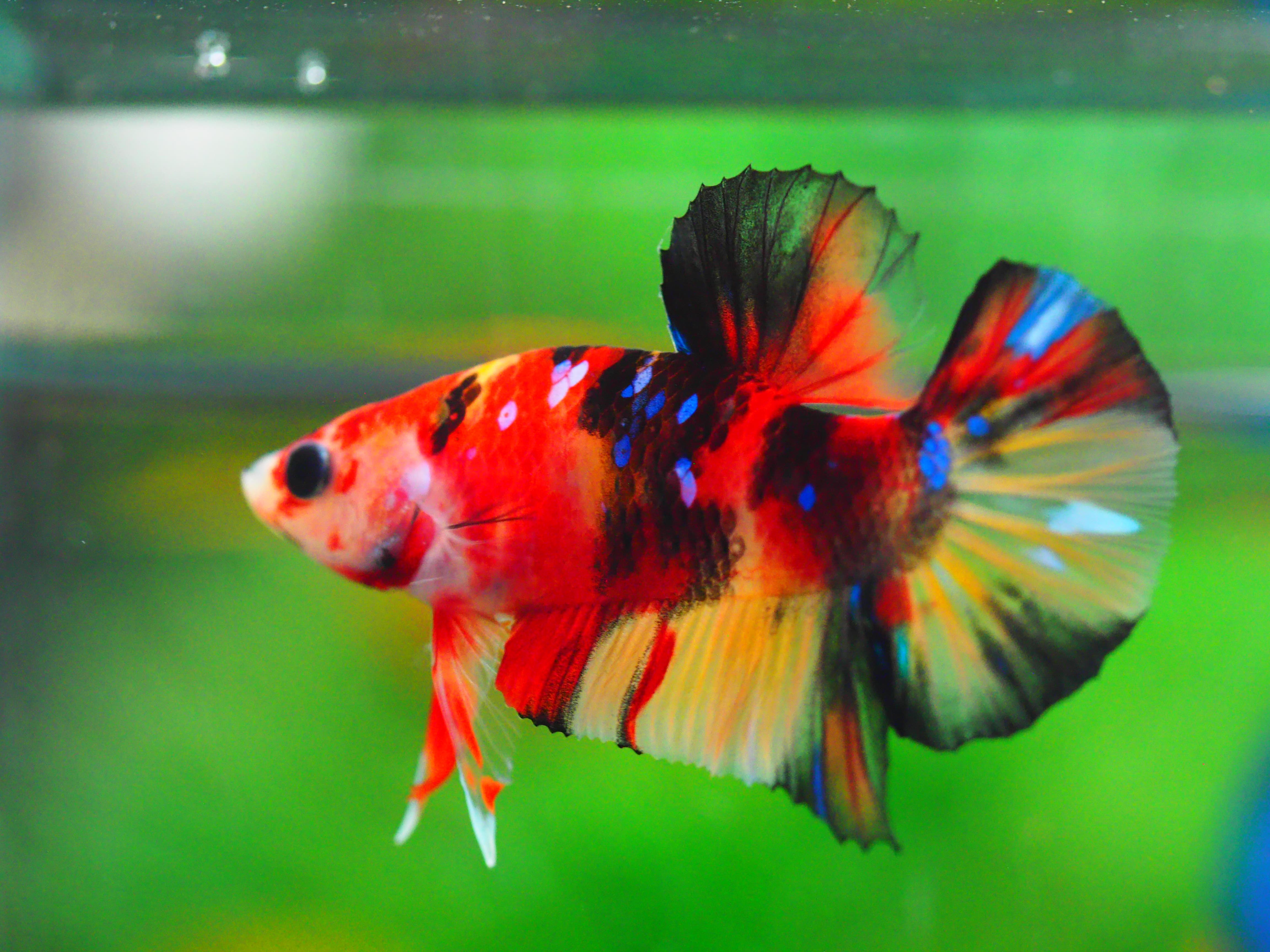 HMPK NEMO GALAXY MALE GRADE A +++