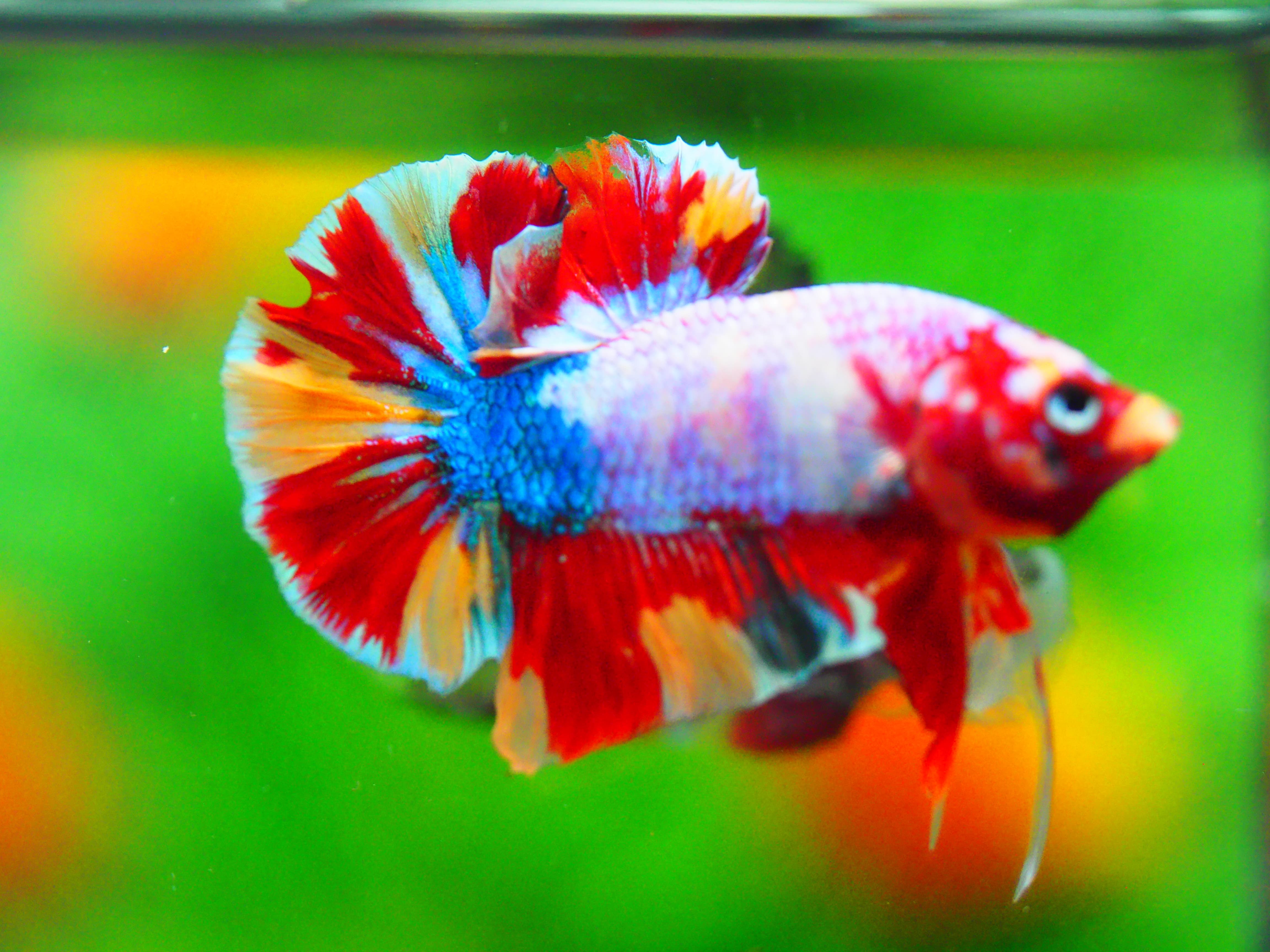 HMPK KOI GALAXY MALE GRADE A +++