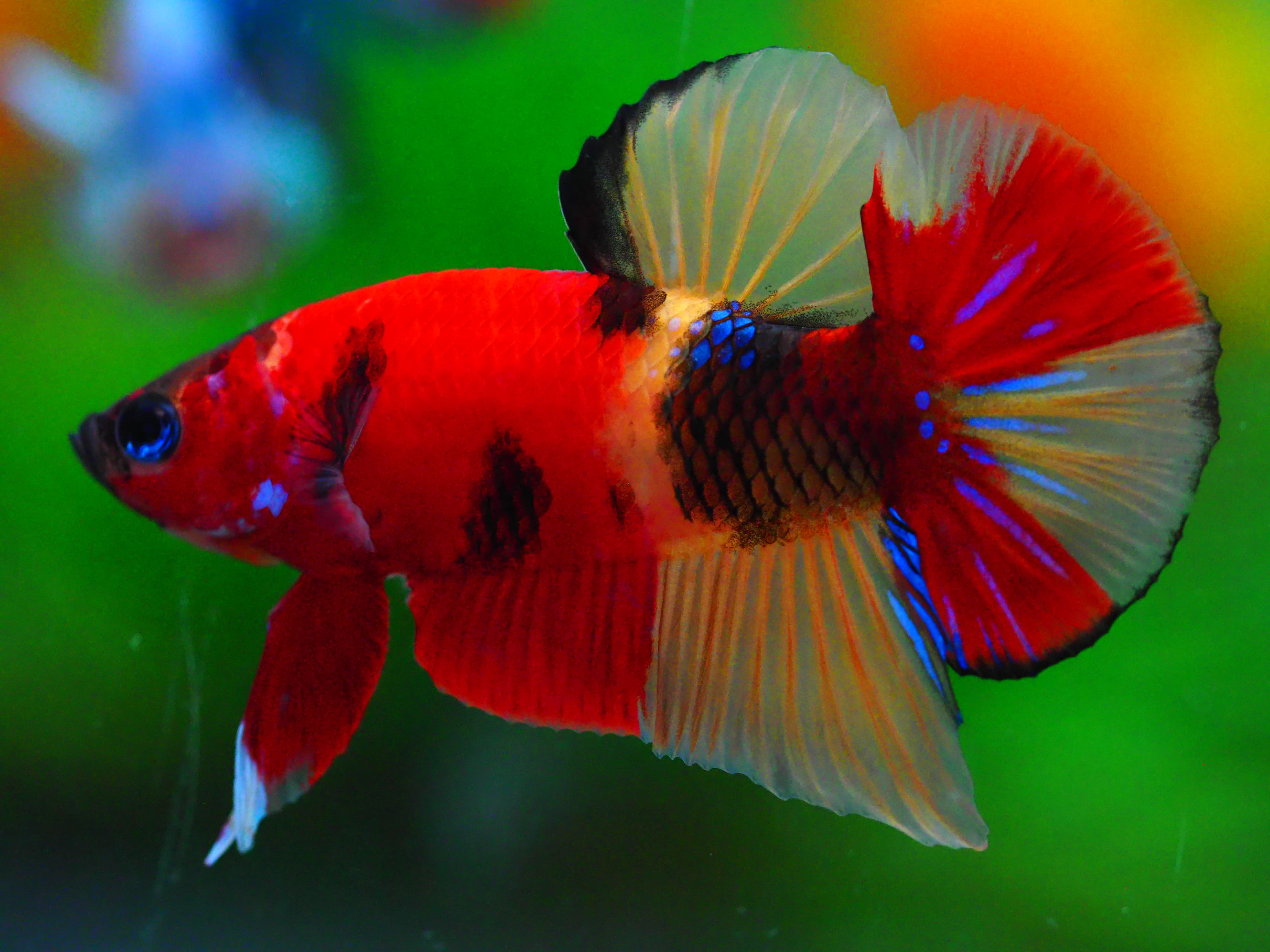 HMPK NEMO MALE GRADE A +++