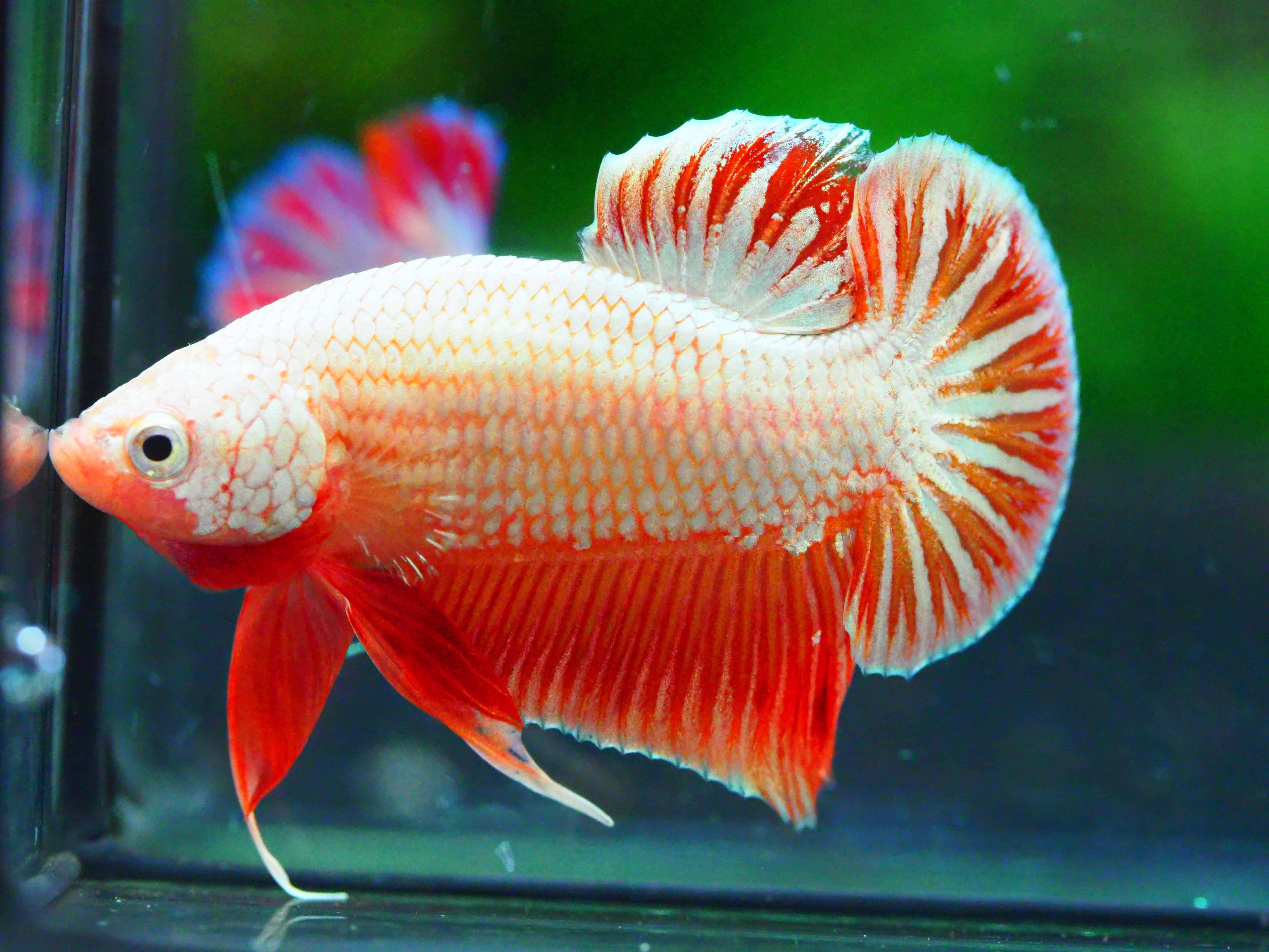 HMPK FANCY MALE GRADE A +++