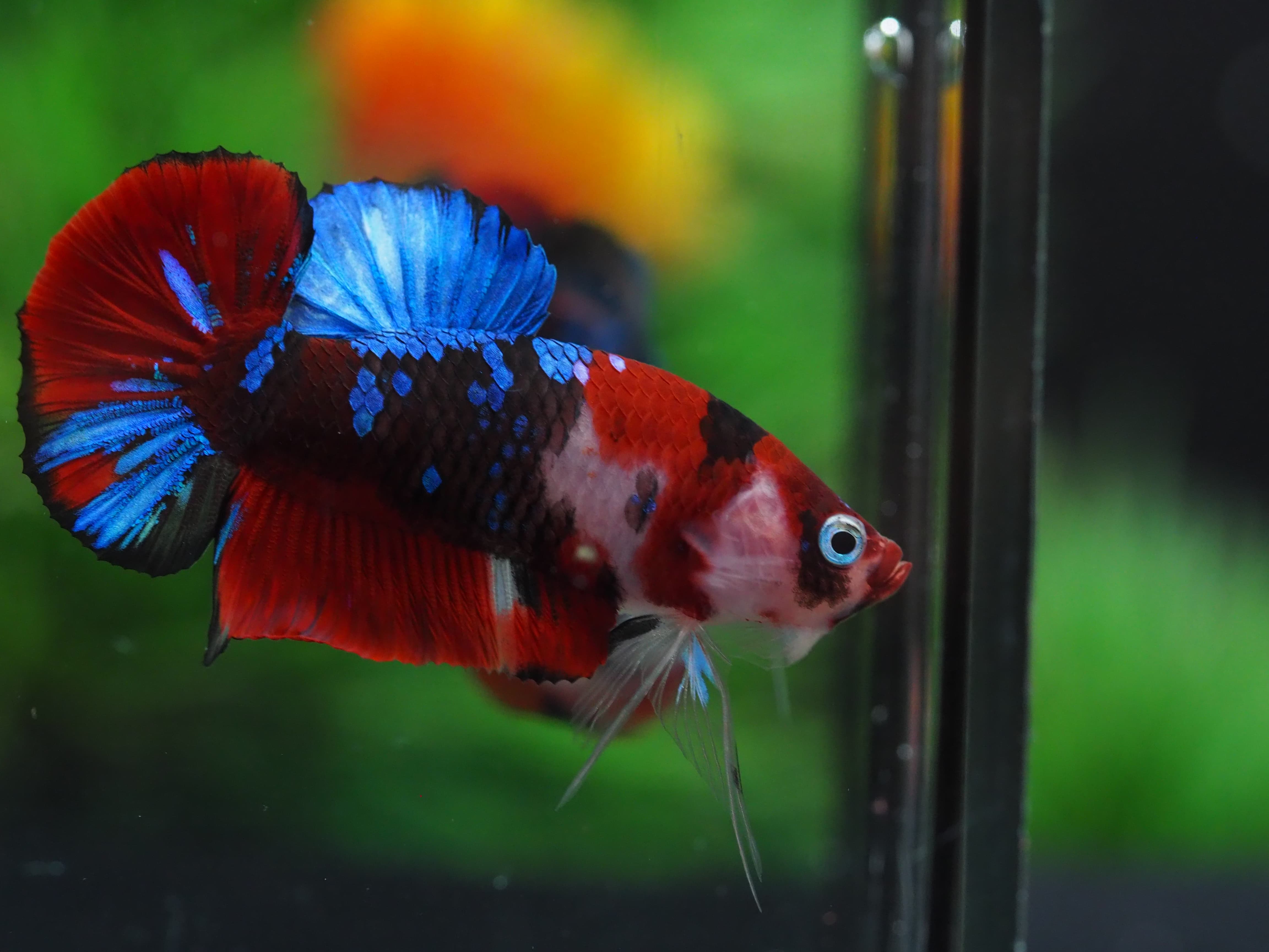 HMPK KOI GALAXY MALE GRADE A+