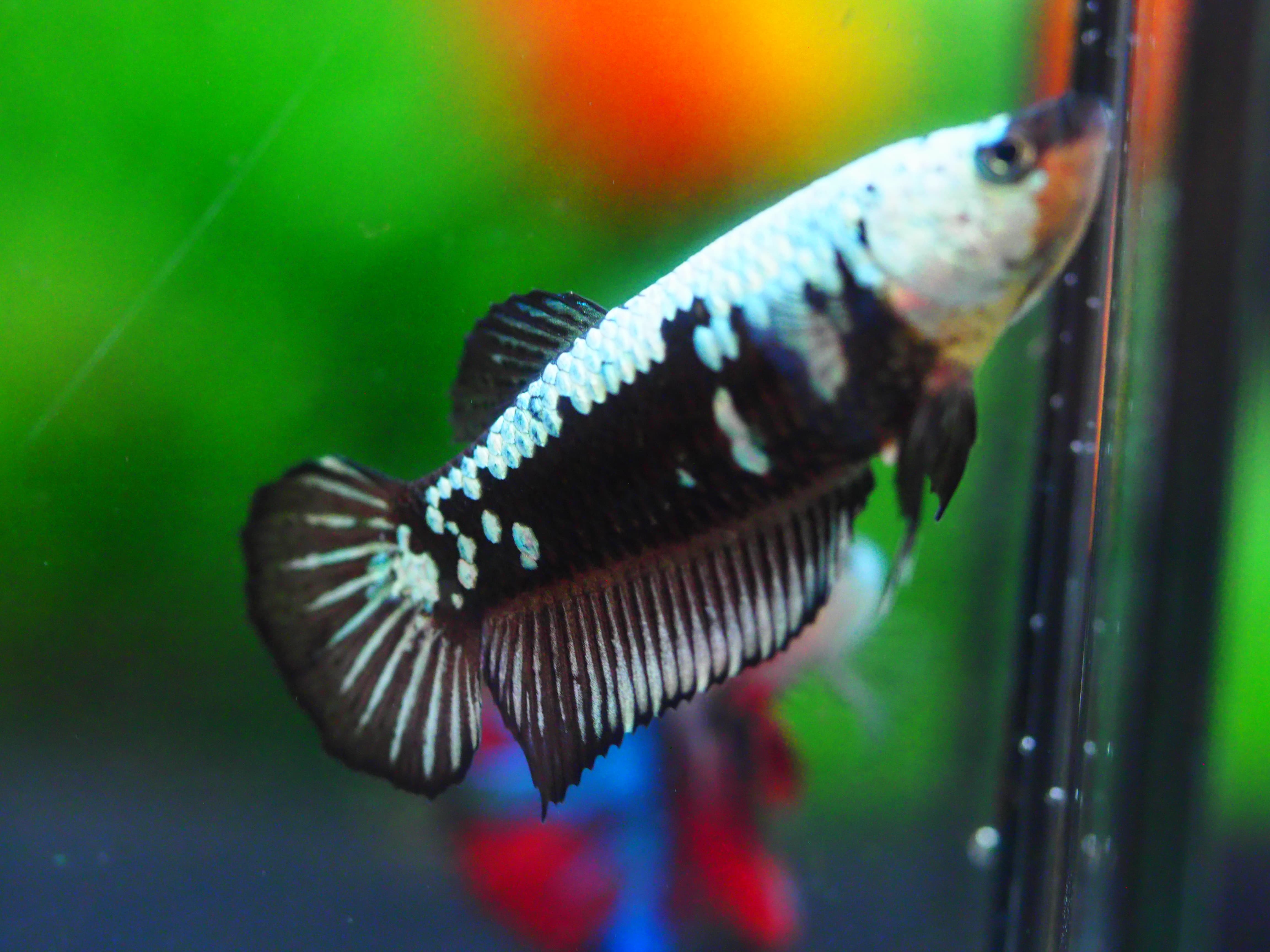 HMPK DRAGON FNMALE GRADE A +++