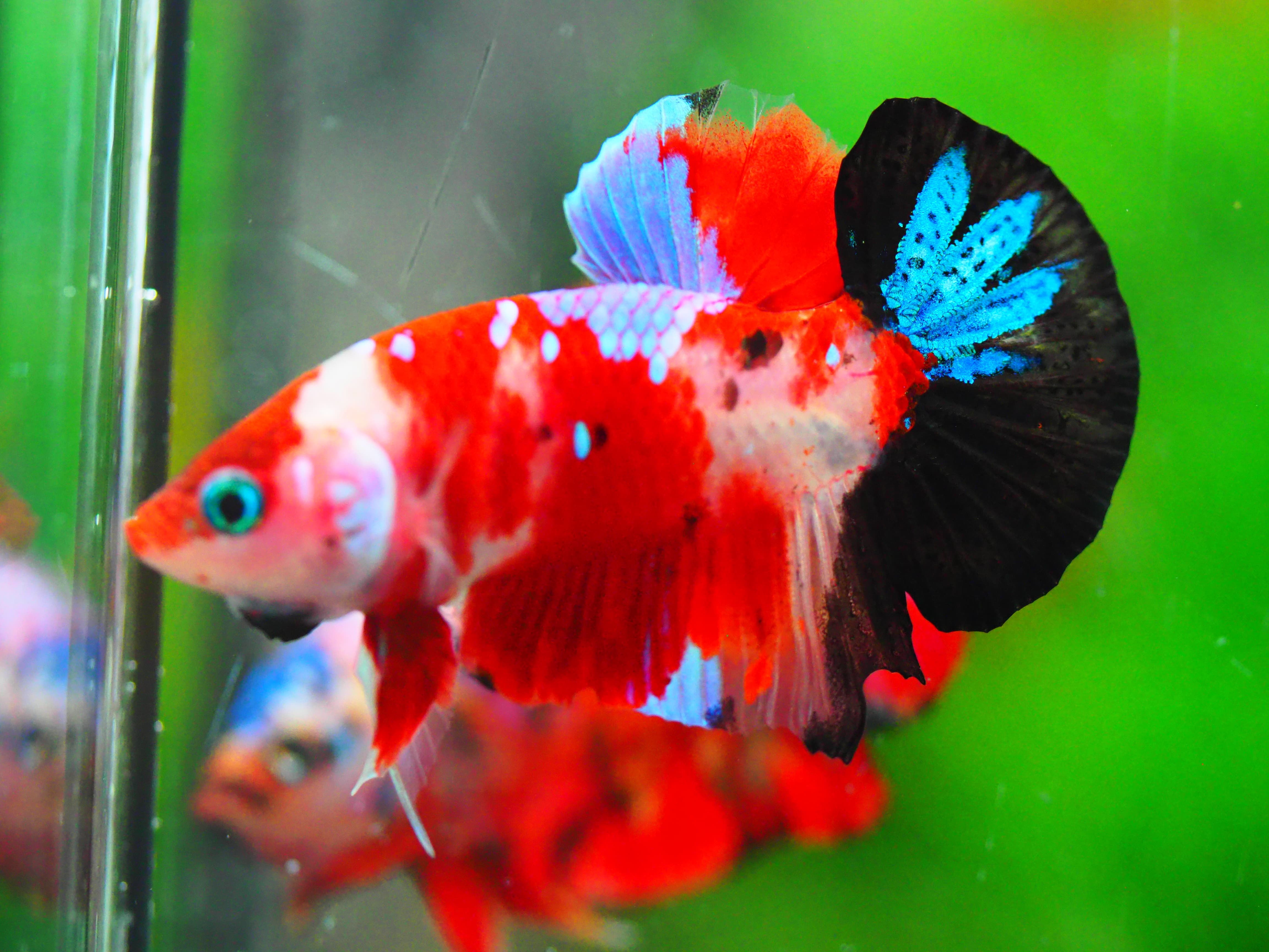 HMPK KOI GALAXY MALE GRADE A +++