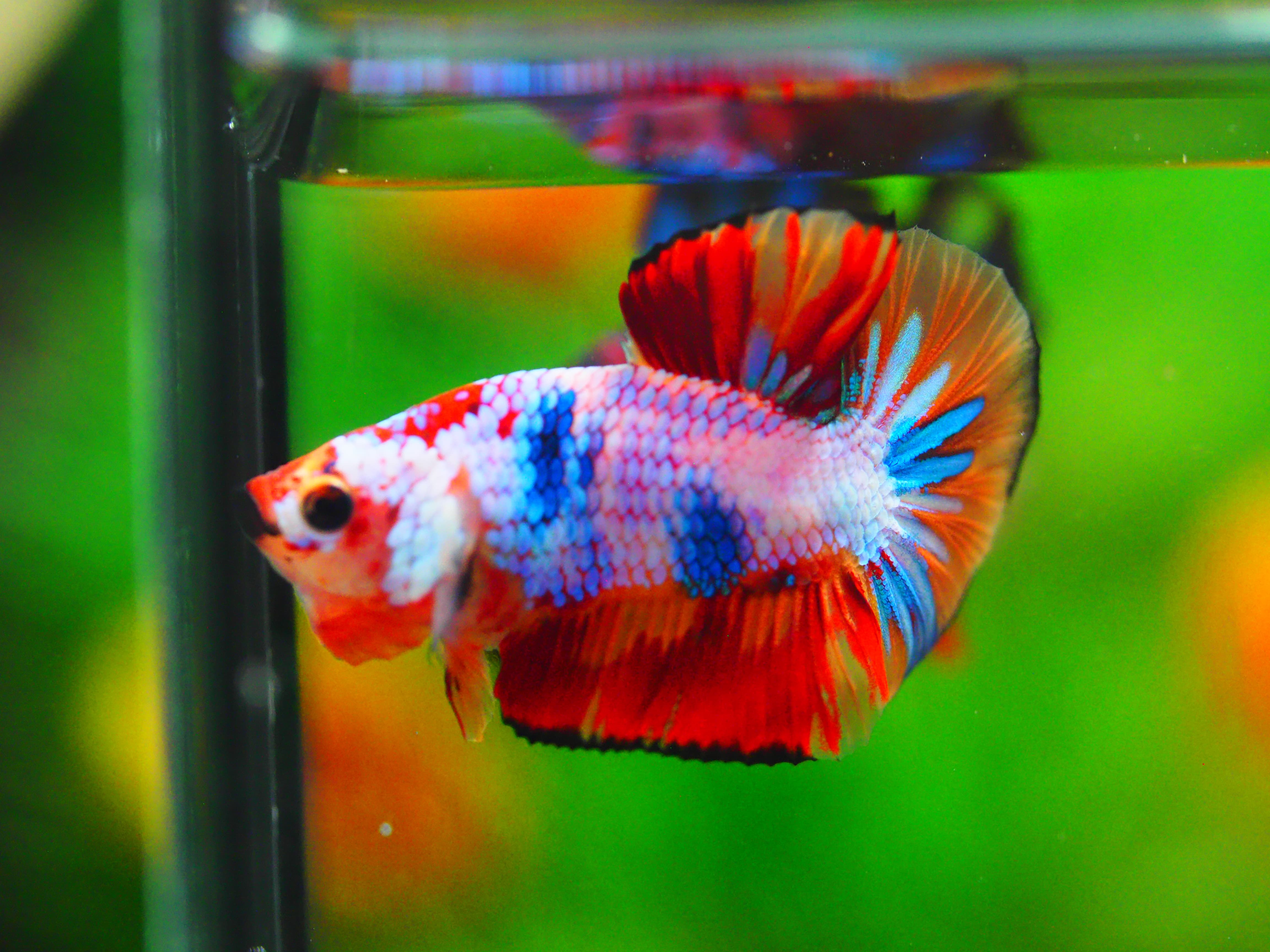 HMPK NEMO MALE GRADE A +++