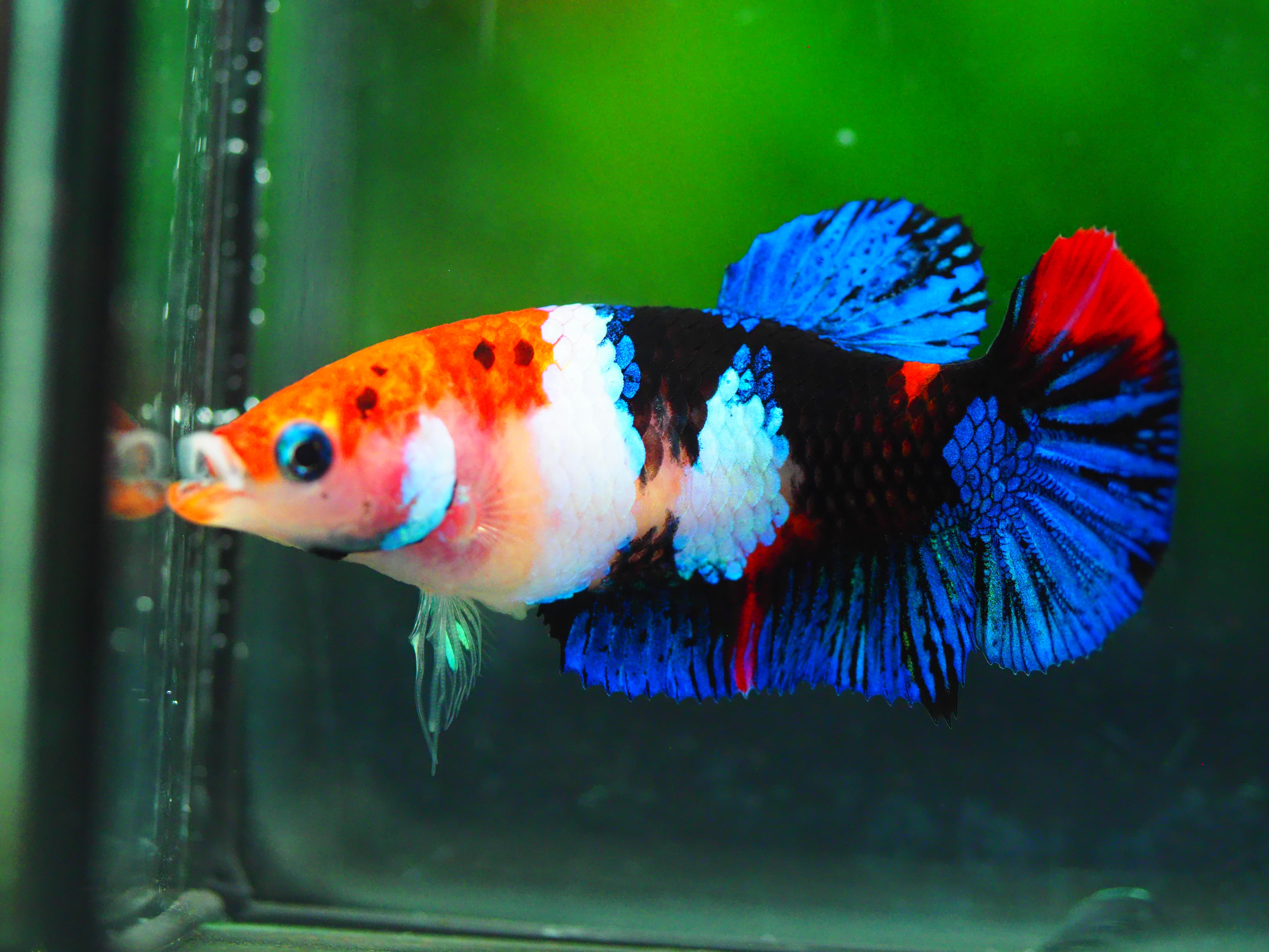 HMPK KOI GLAXY GRADE A++ FEMALE