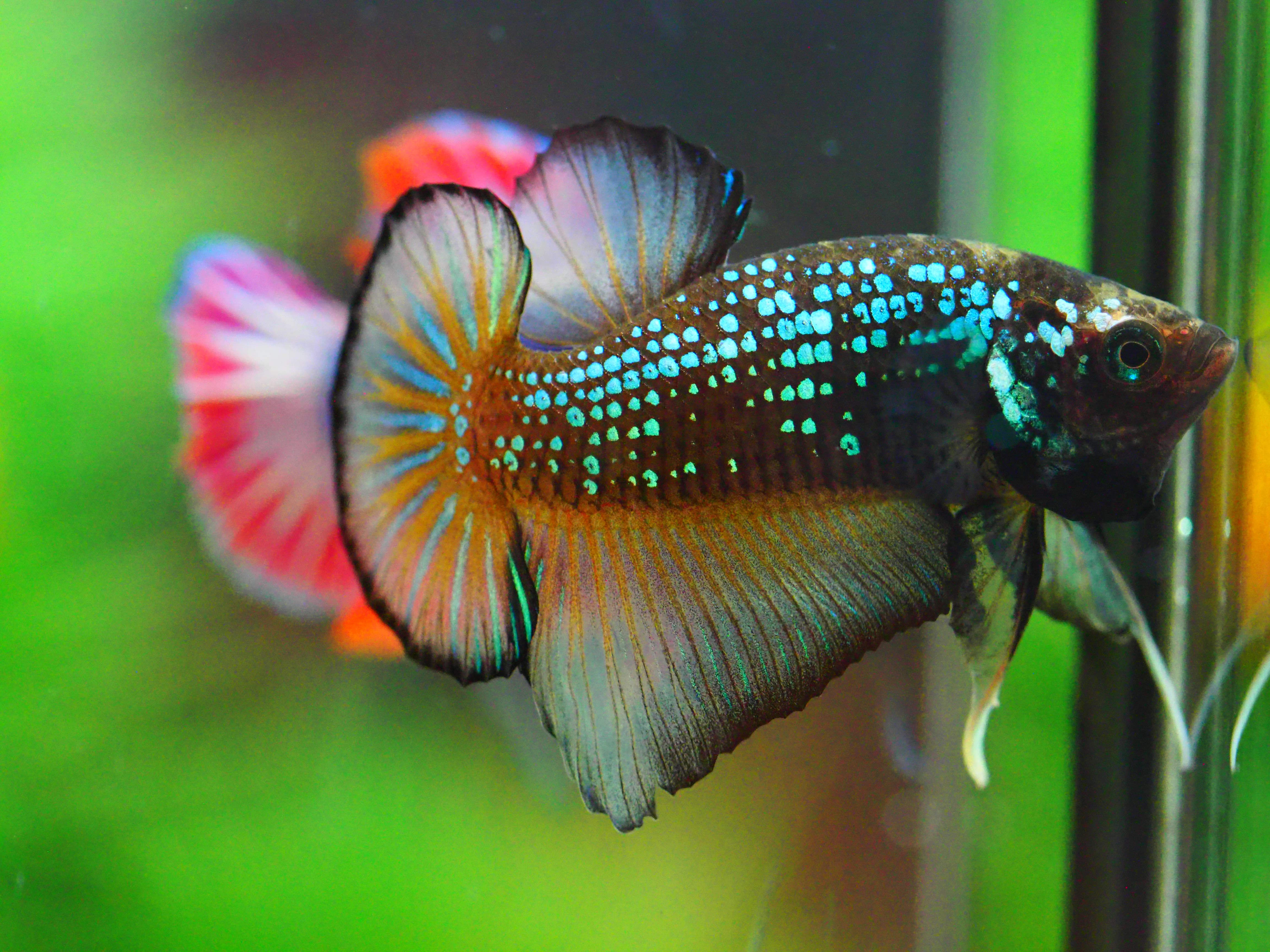 HMPK FANCY MALE GRADE A +++