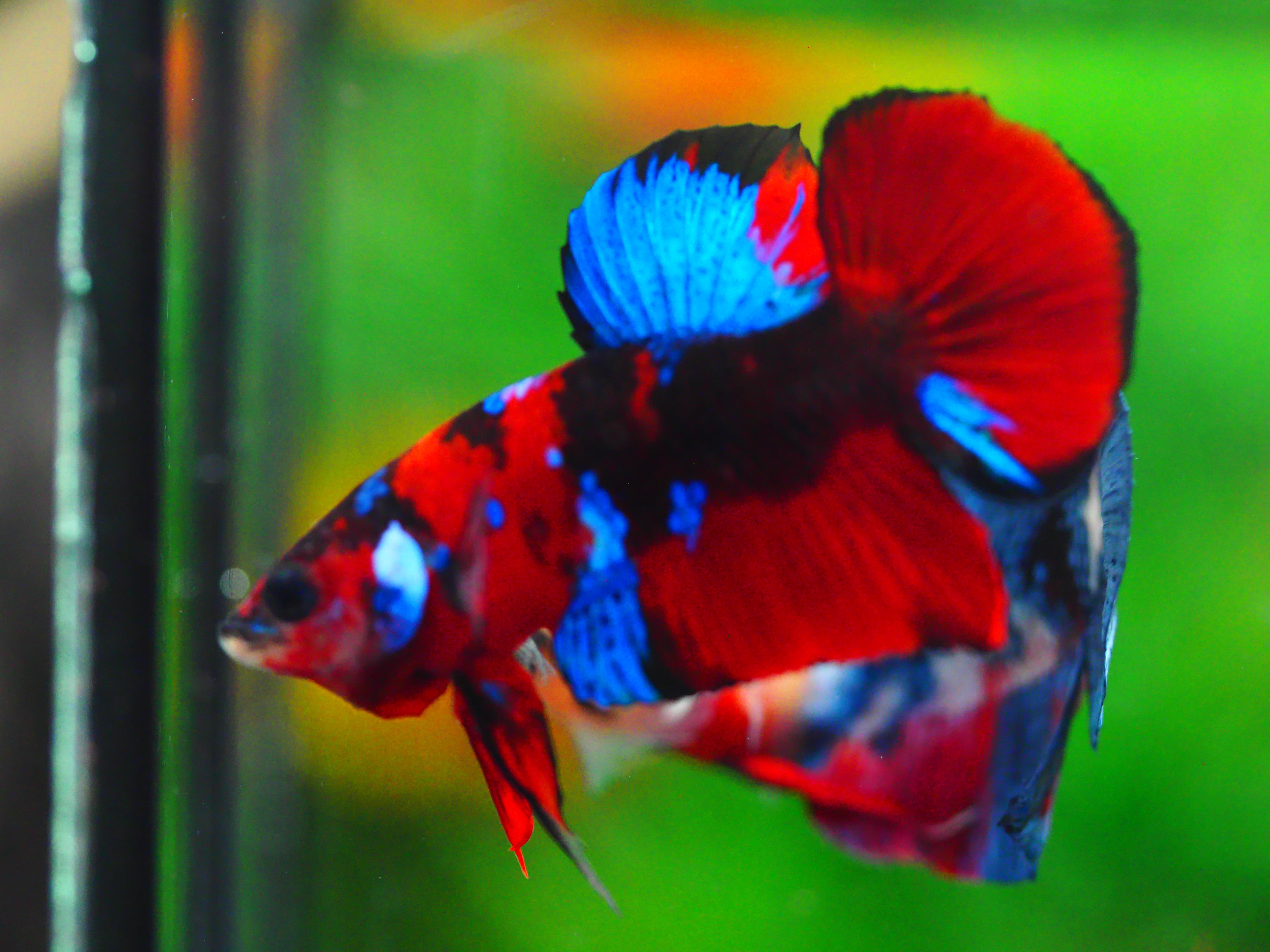 HMPK KOI GALAXY MALE GRADE A +++