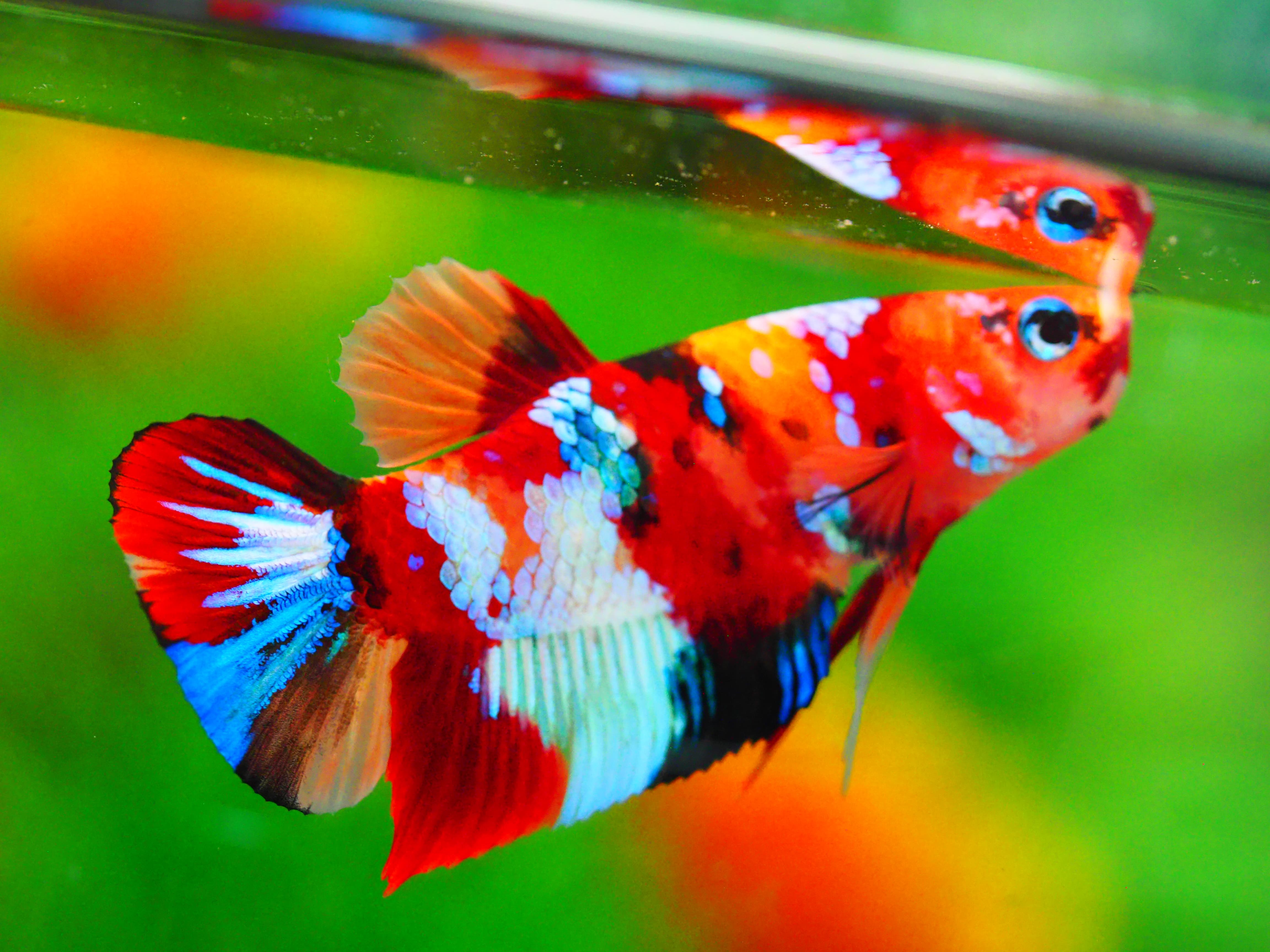 HMPK NEMO GALAXY MALE GRADE A +++