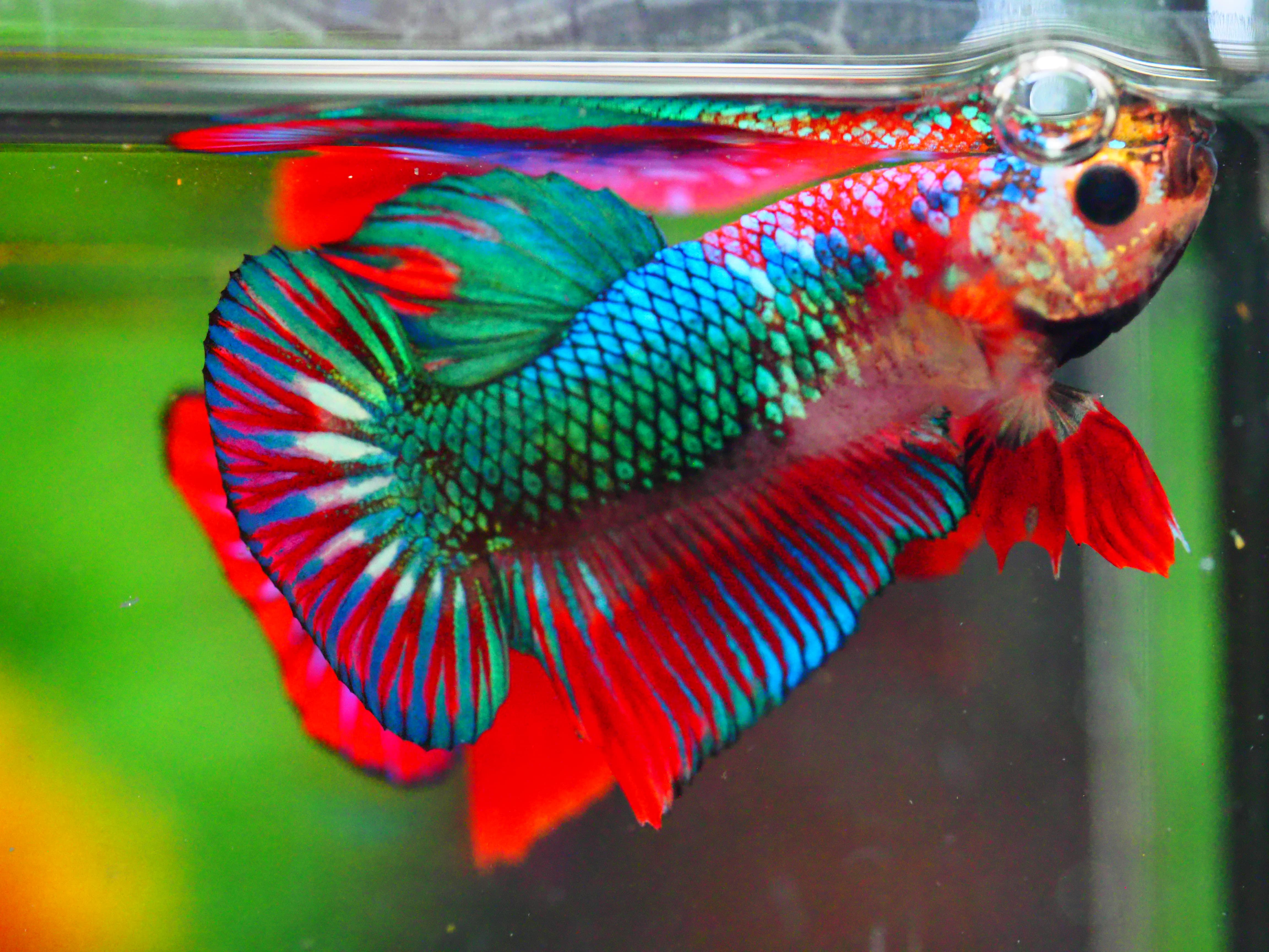 HMPK FANCY MALE GRADE A +++