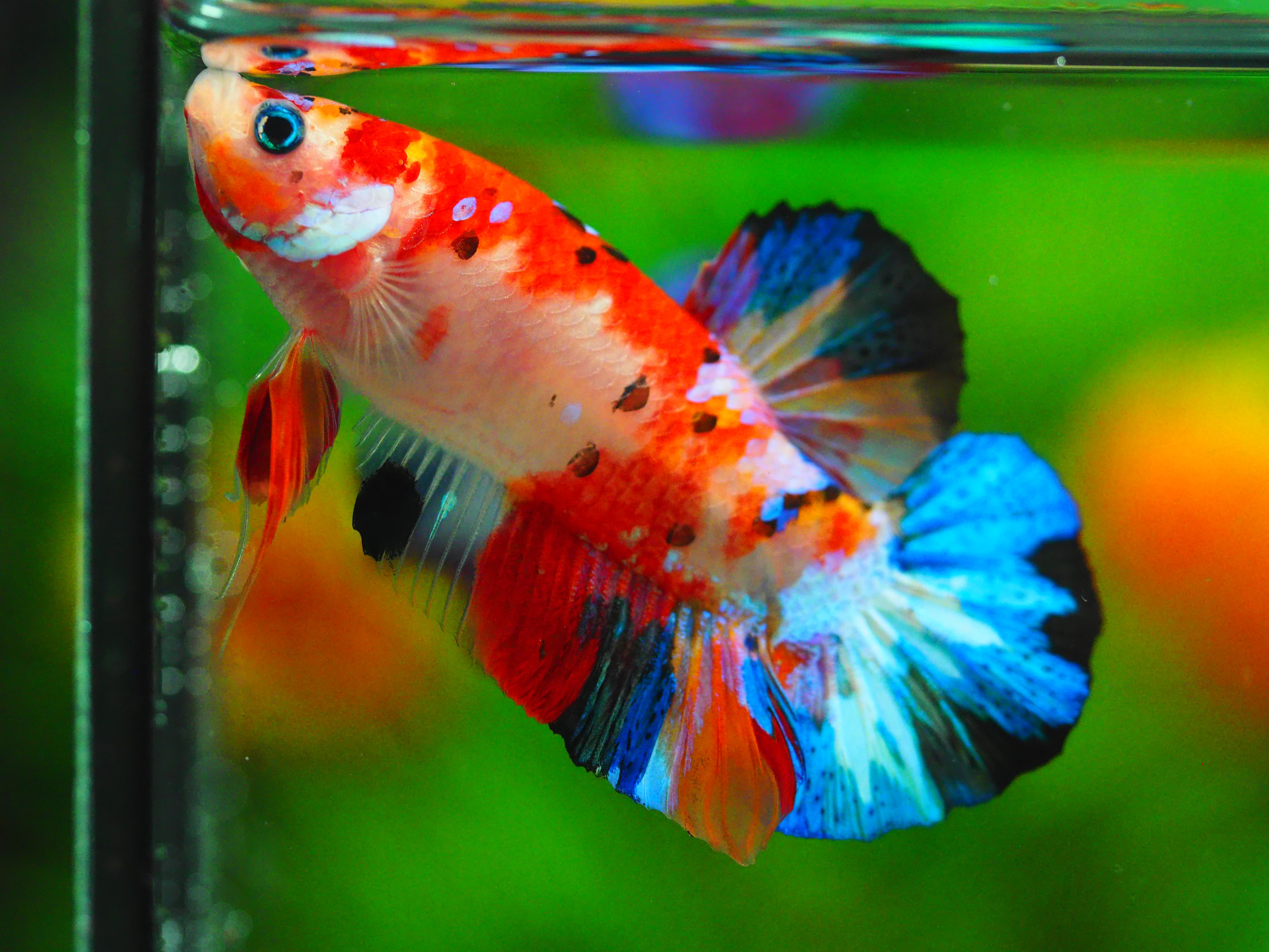 HMPK KOI GALAXY MALE GRADE A++