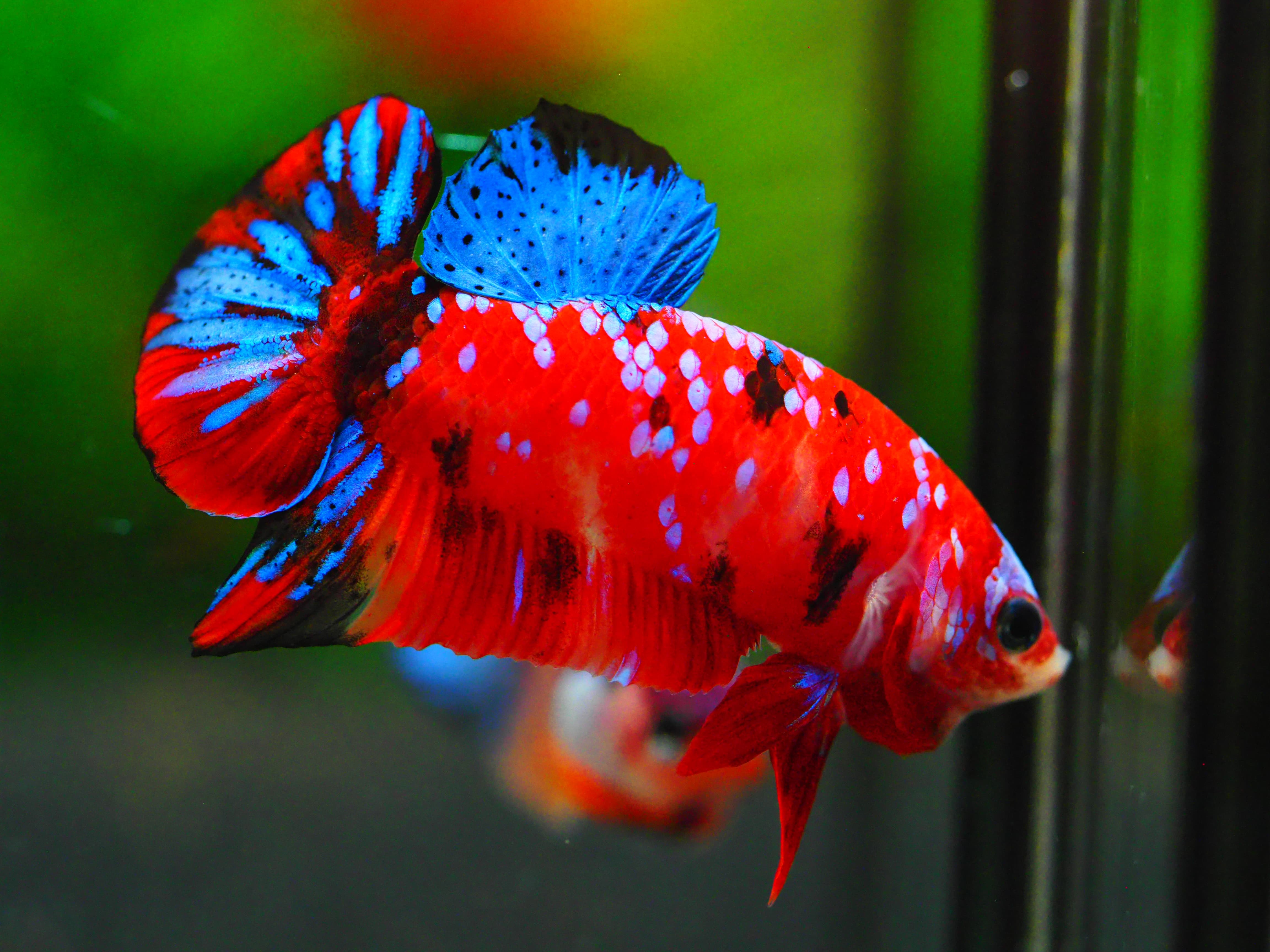 HMPK KOI GALAXY MALE GRADE A +++