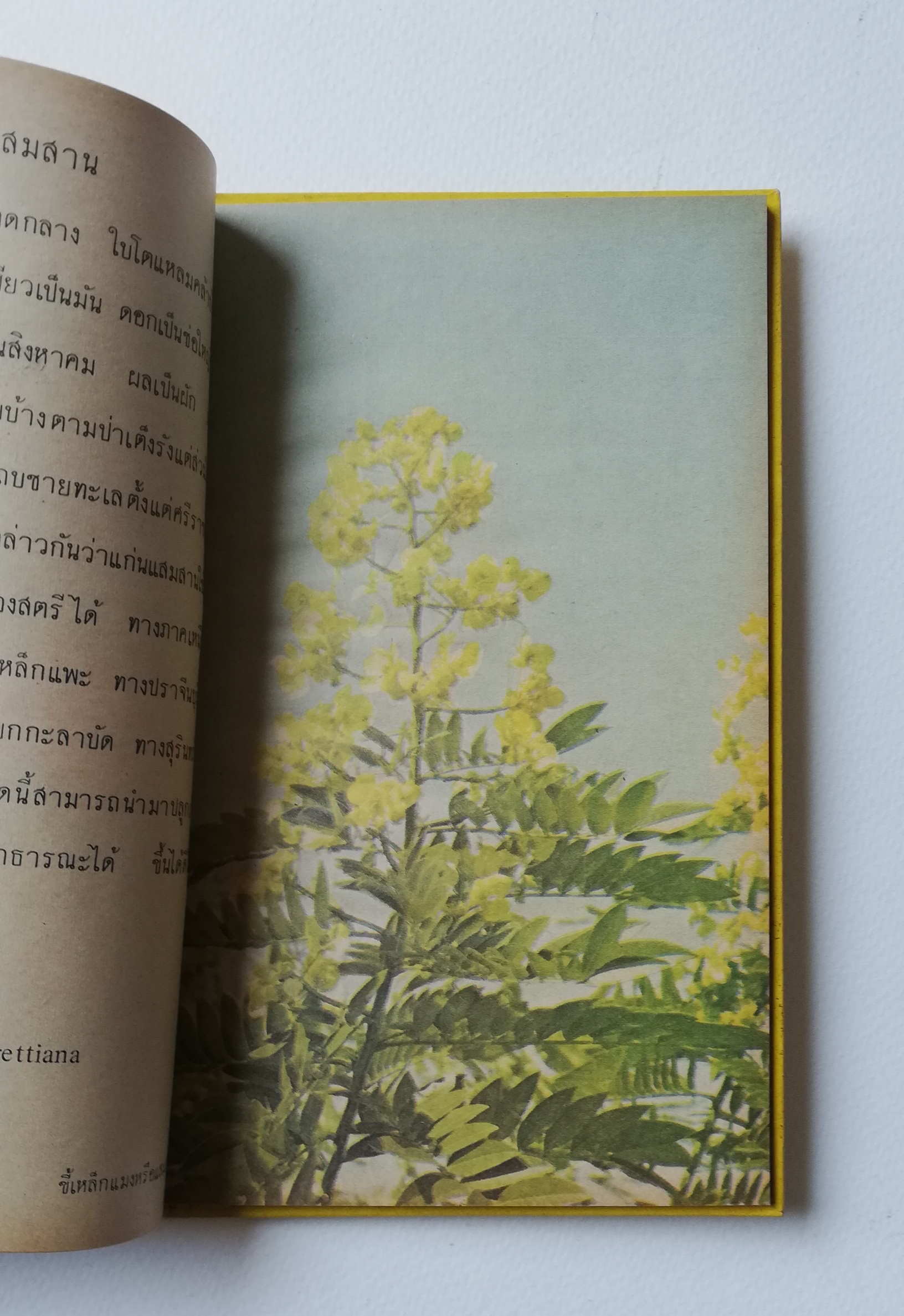 มีหลายภาพ หนังสือเก่ามีตำหนิตามภาพ หนังสือชุดความรู้ไทยเล่มเล็ก ขององค์การค้าของคุรุสภา เรื่อง ดอกไม้ในป่า พิมพ์ครั้งที่ 2 ปี 2527