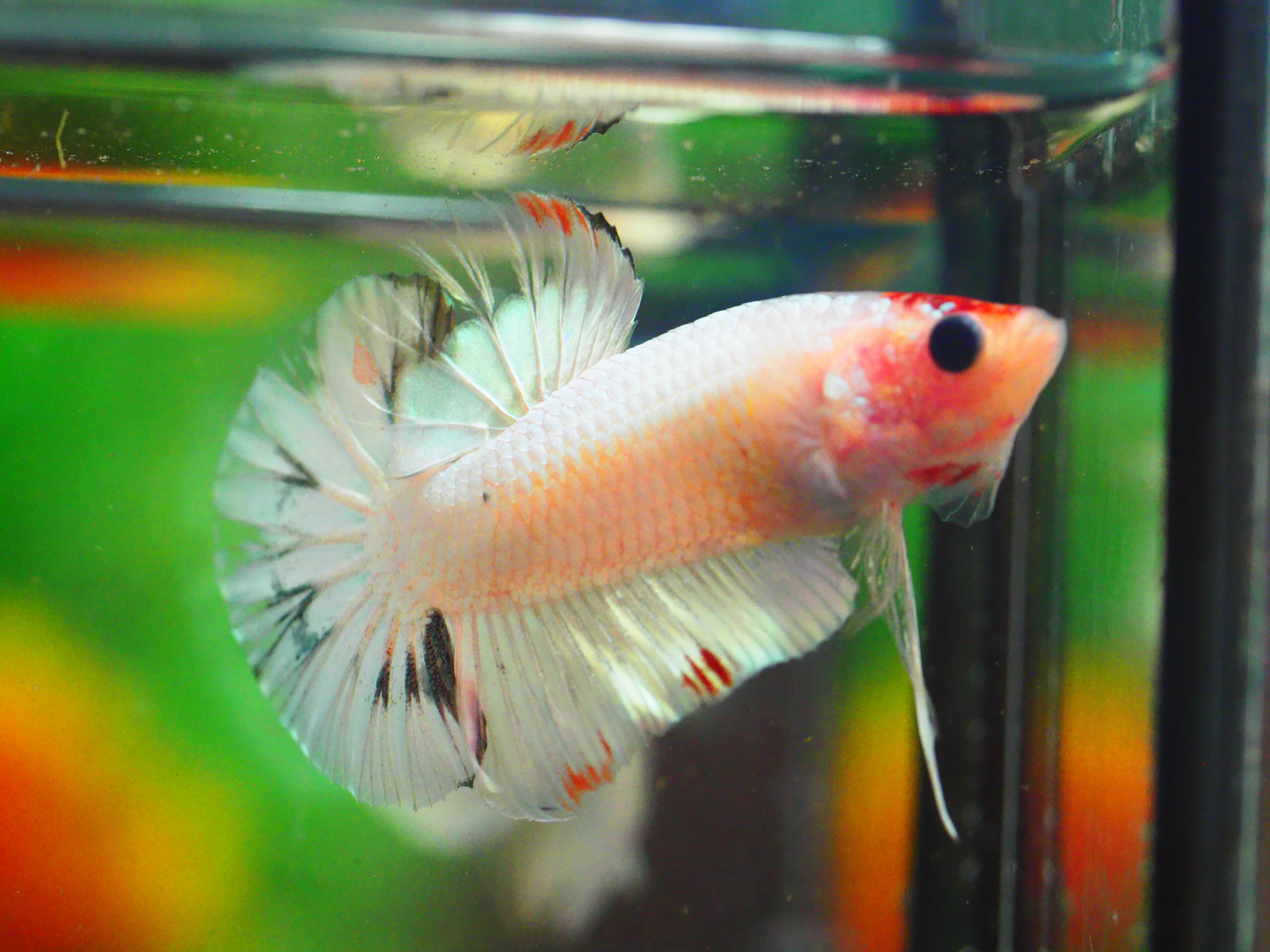 HMPK FANCY MALE GRADE A +++