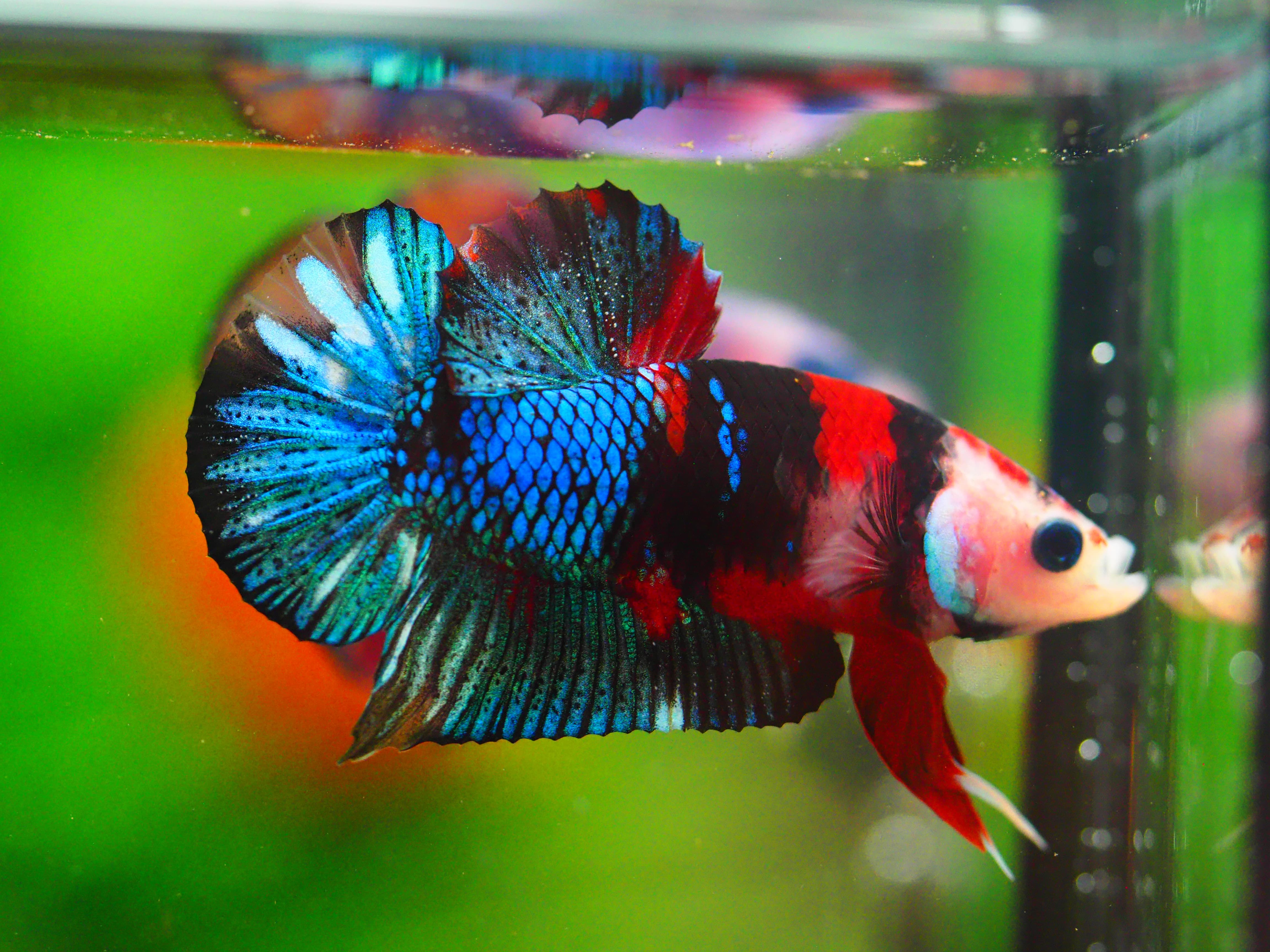 HMPK KOI GALAXY MALE GRADE A +++