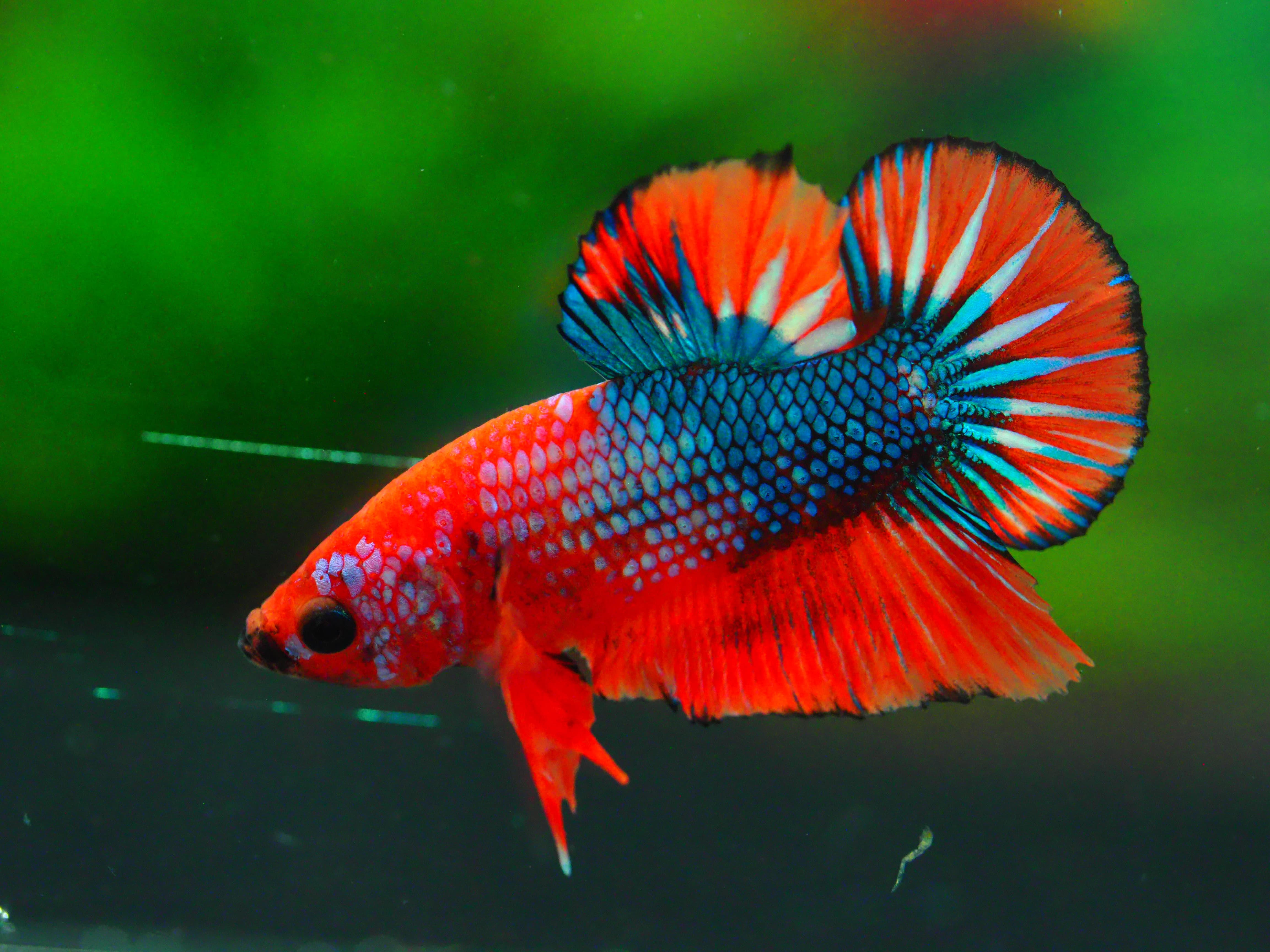 HMPK FANCY MALE GRADE A +++