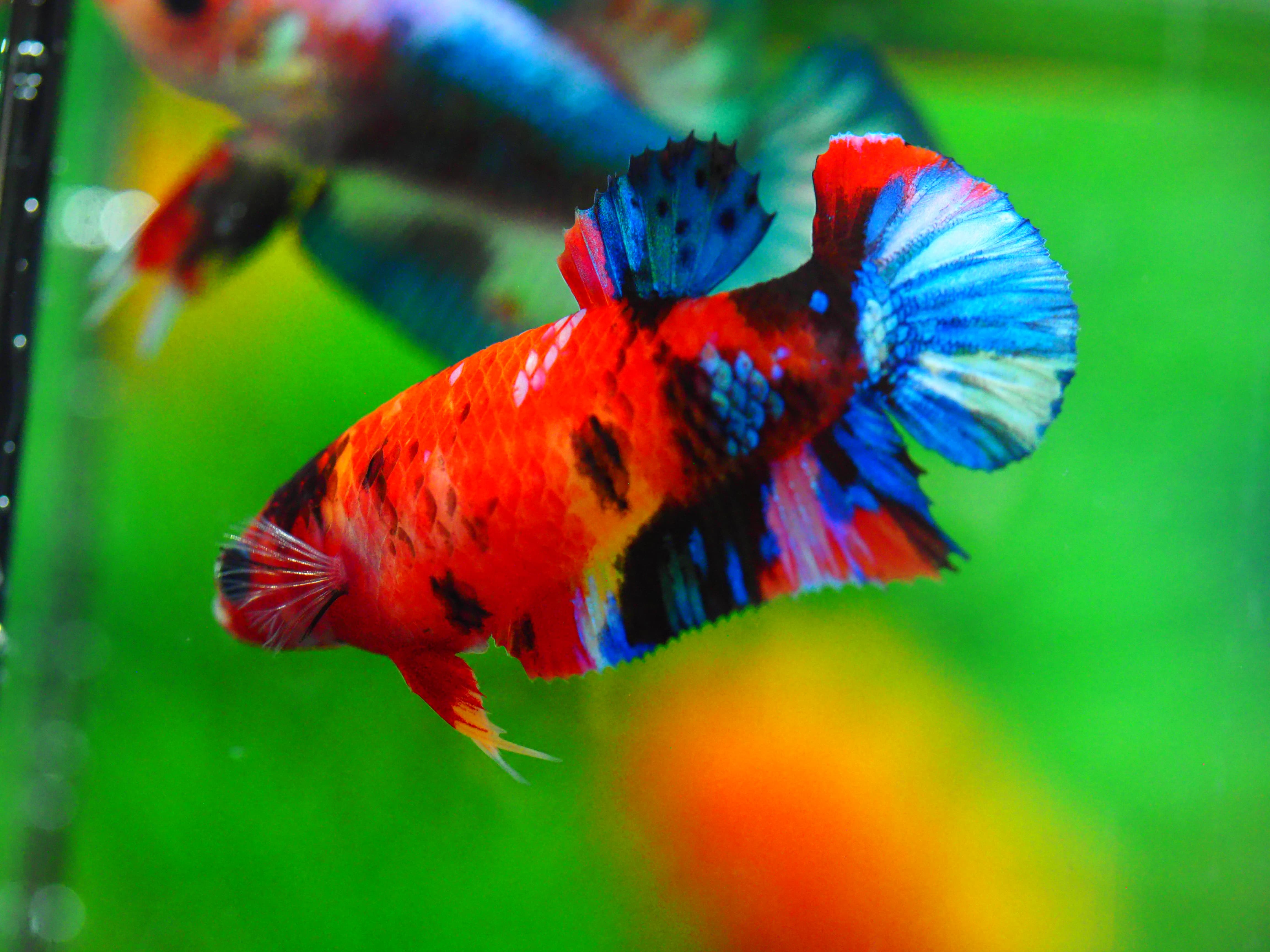 HMPK KOI GALAXY FNMALE GRADE A +++