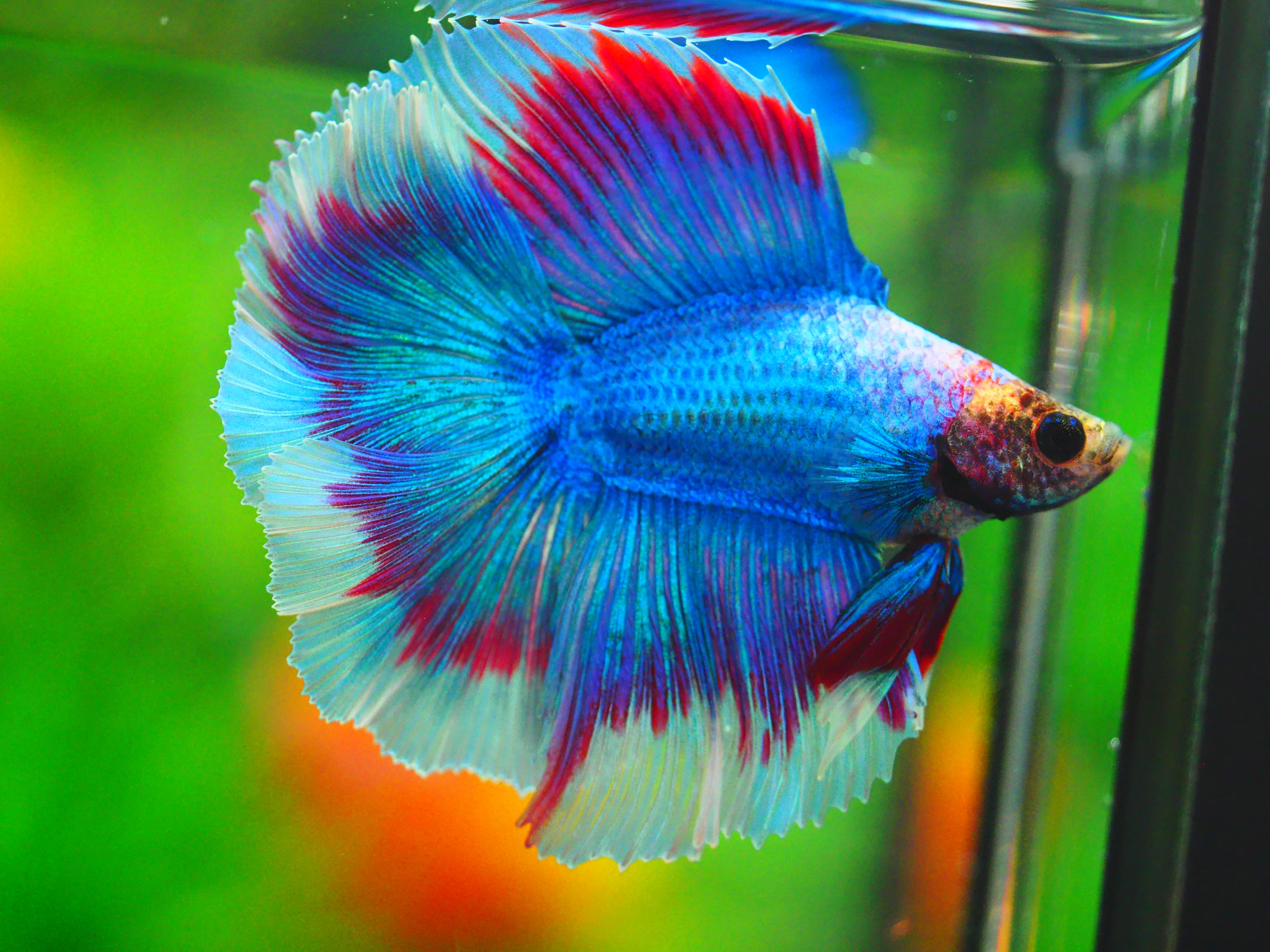 DT FANCY MALE GRADE A +++