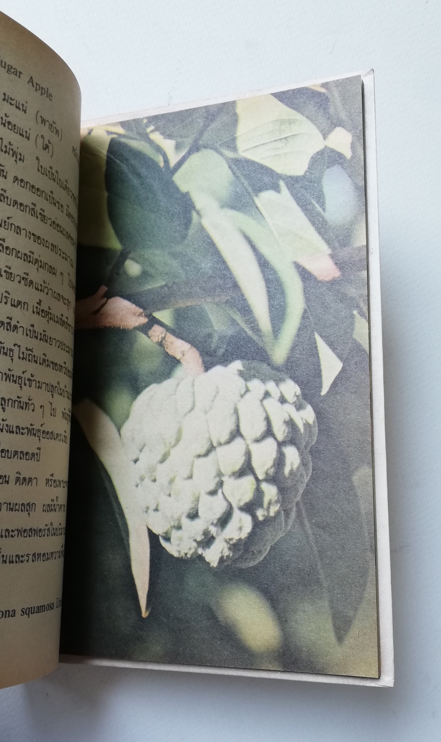 มีหลายภาพ, หนังสือชุดความรู้ไทยขององค์การค้าคุรุสภา "ผลไม้เมืองไทย" โดย ทวีศักดิ์ บุญเกิด พิมพ์ครั้งที่ 2 ปี 2527