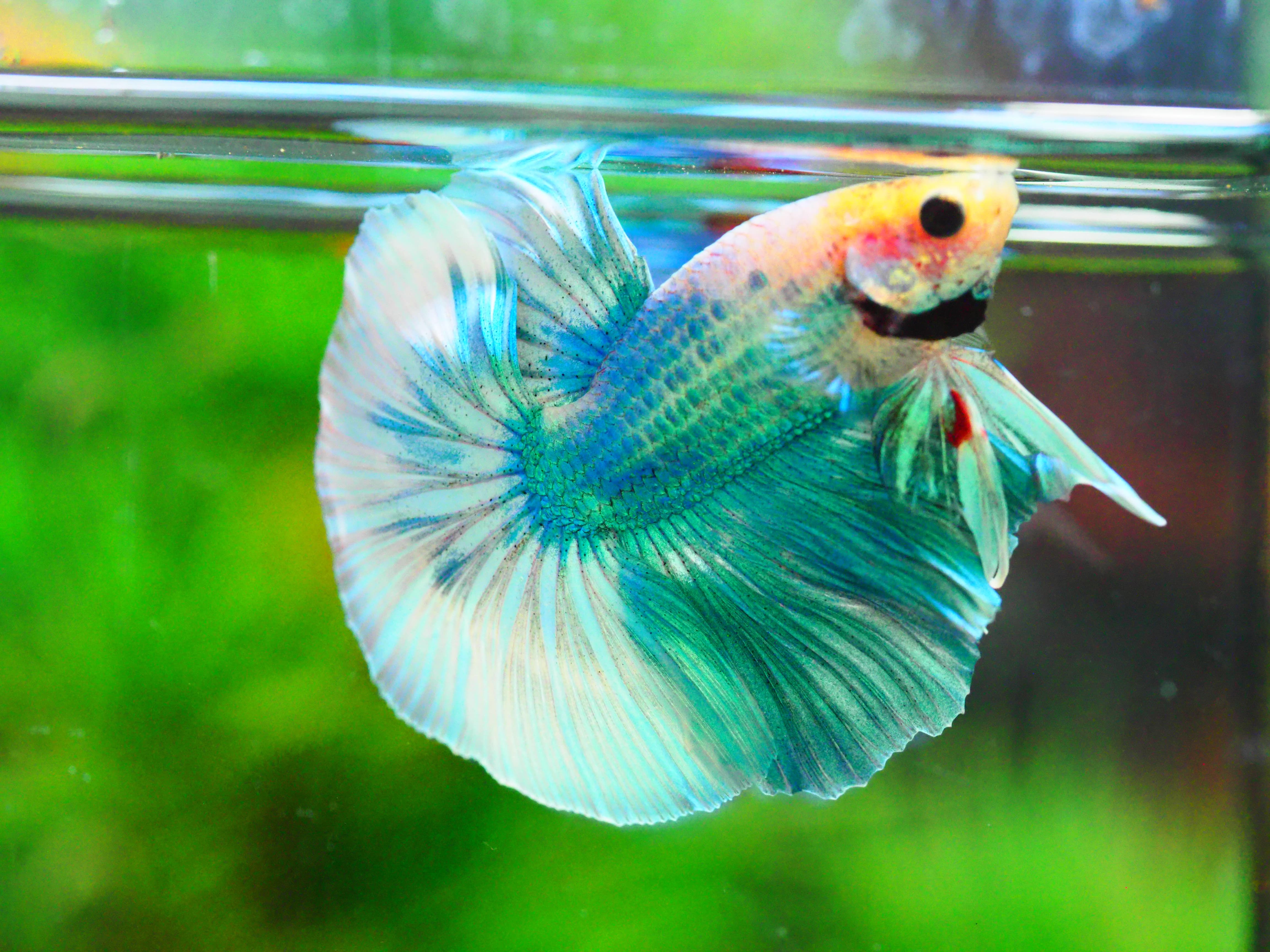 HM FANCY MALE GRADE A +++