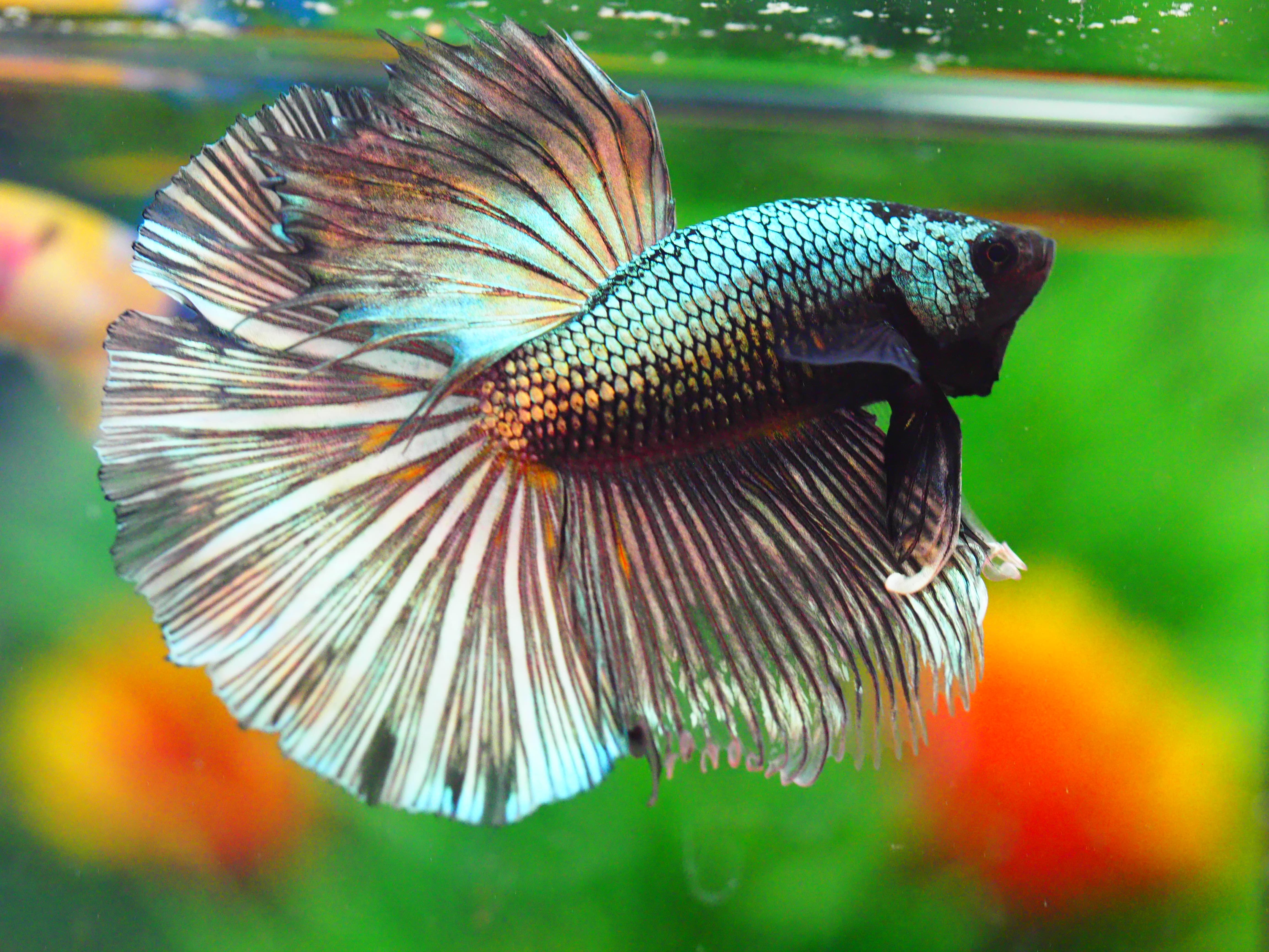 HM FANCY MALE GRADE A +++