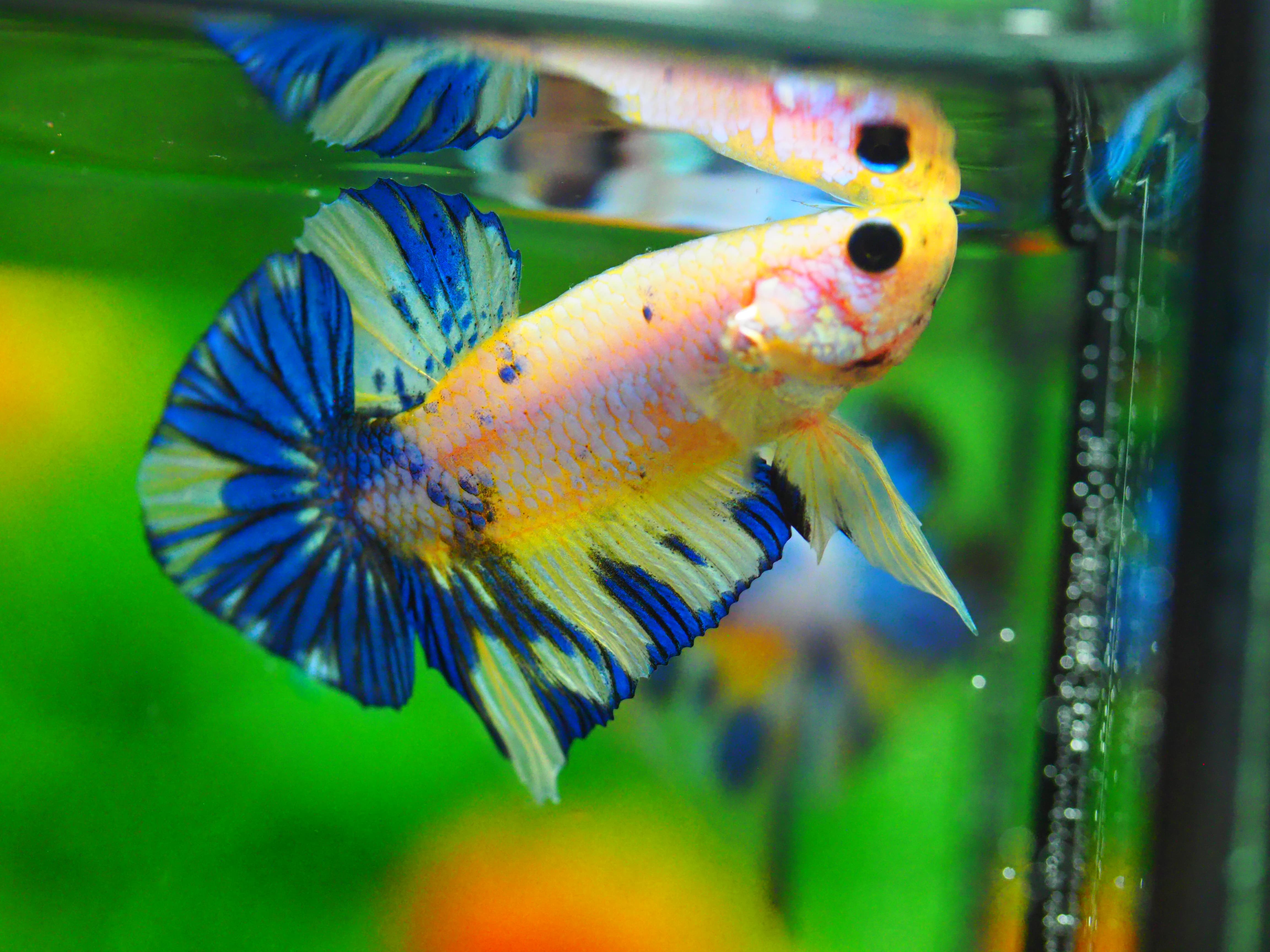 HMPK FANCY MALE GRADE A +++