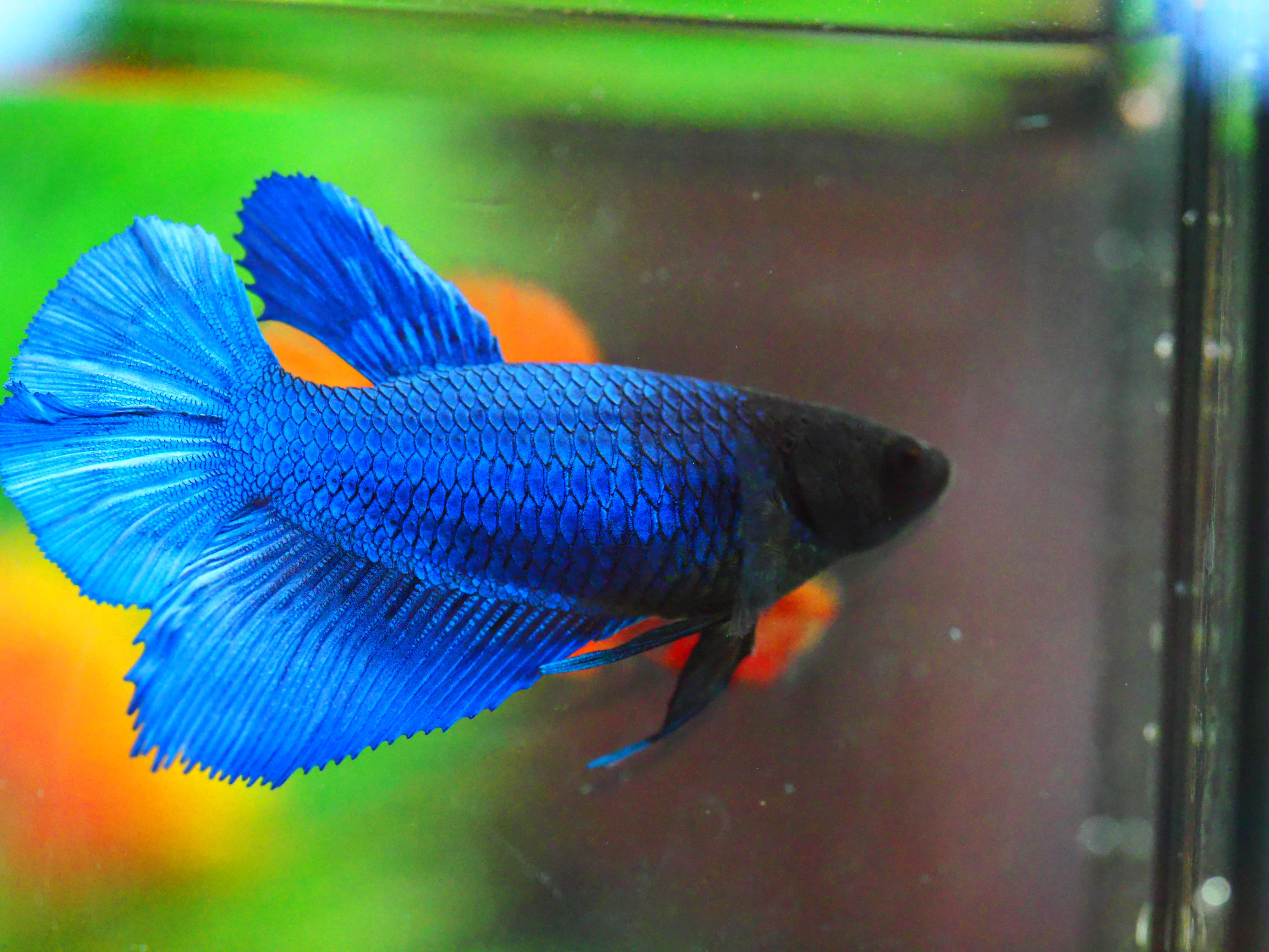 HM FANCY FNMALE GRADE A +++