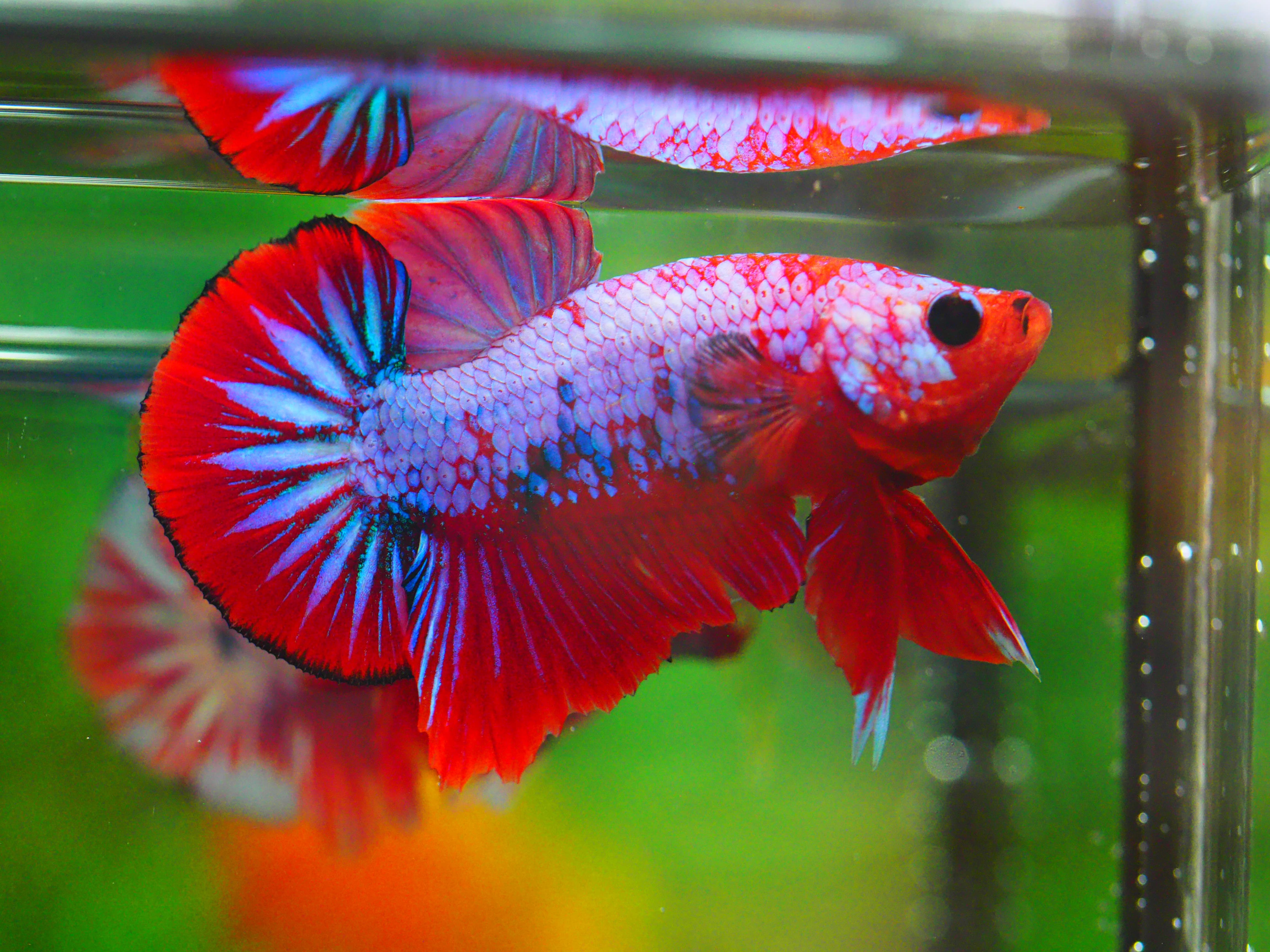 HMPK FANCY MALE GRADE A +++