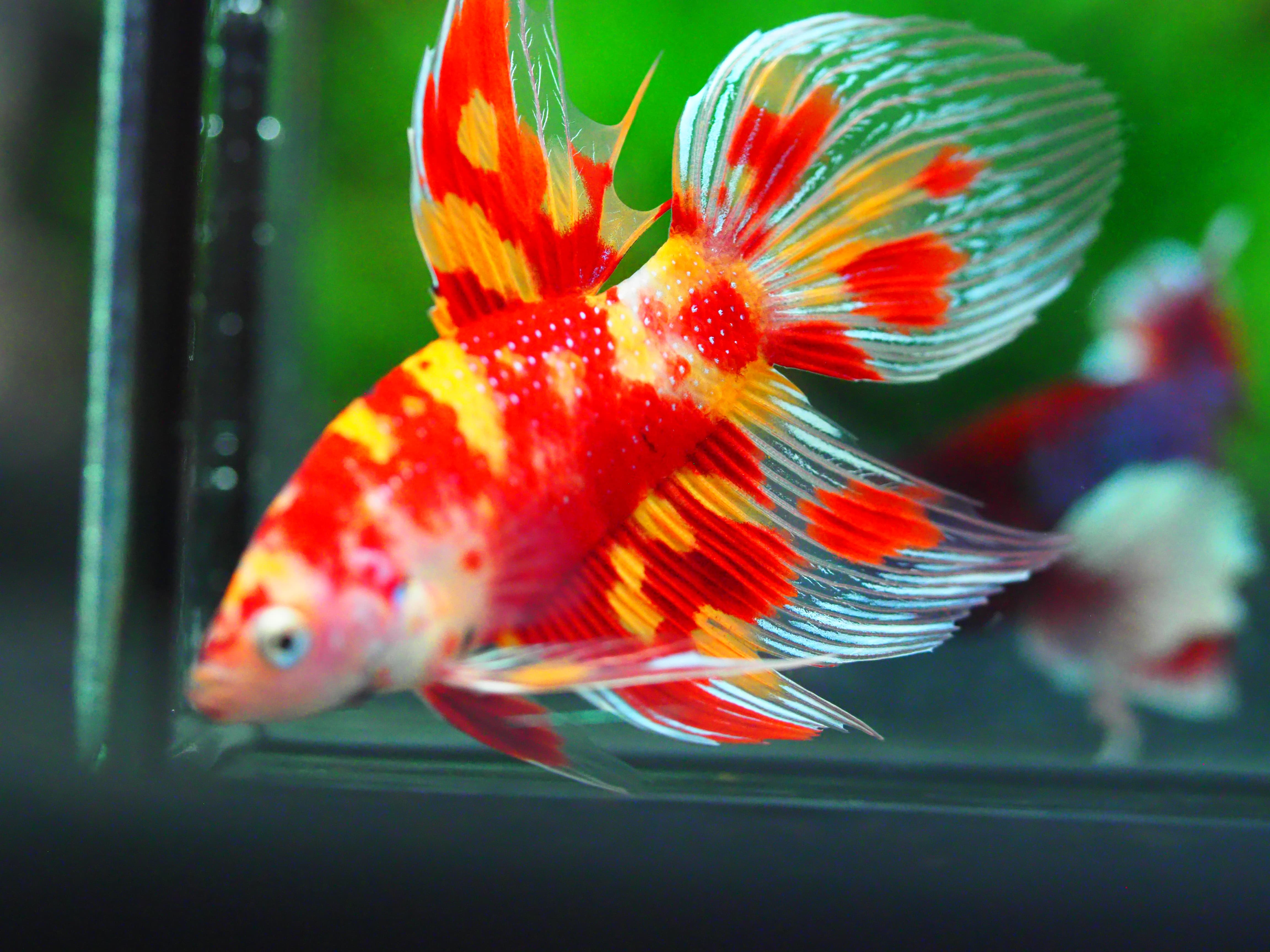 VT NEMO MALE GRADE A +++