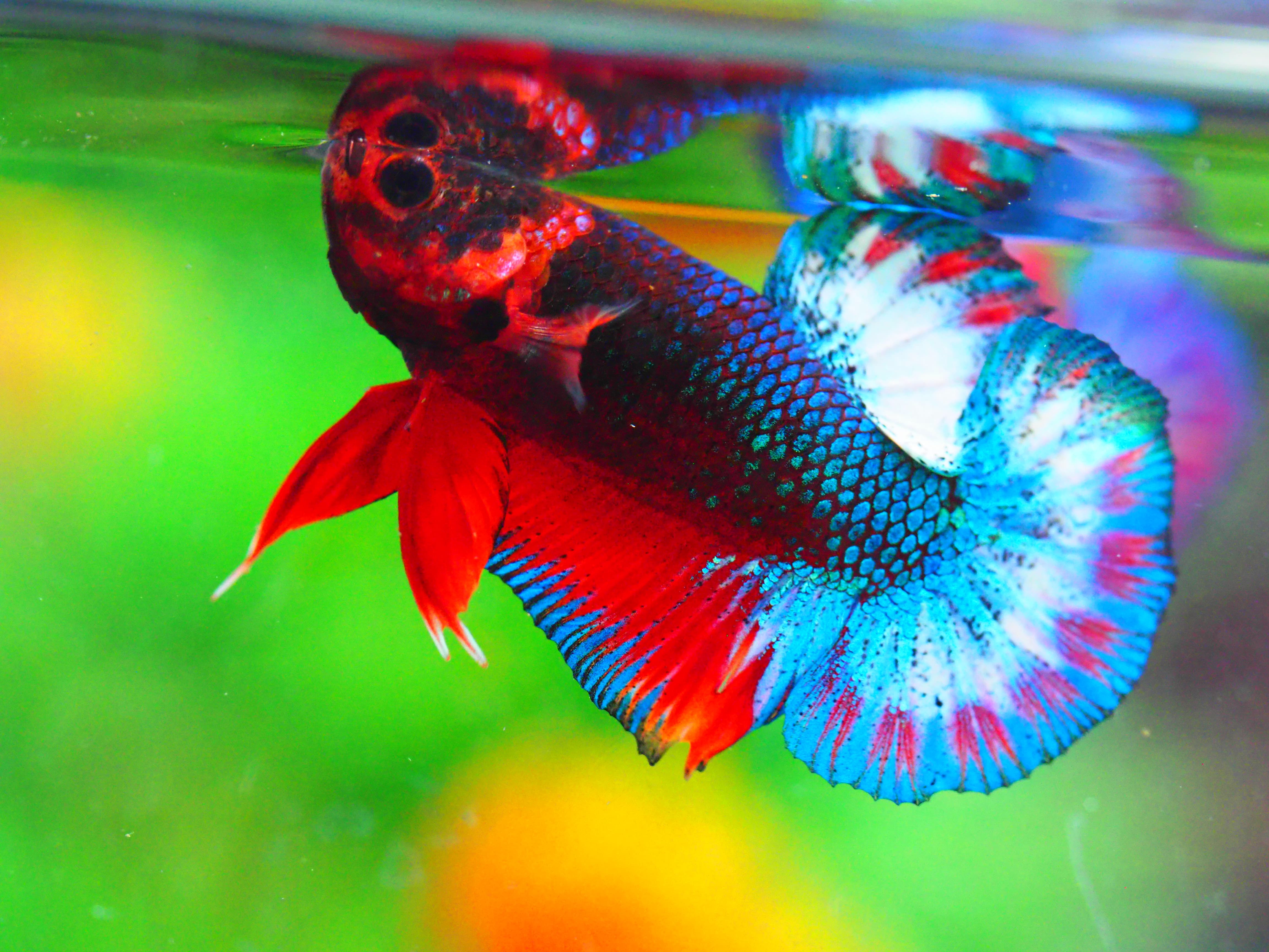 HMPK FANCY MALE GRADE A +++