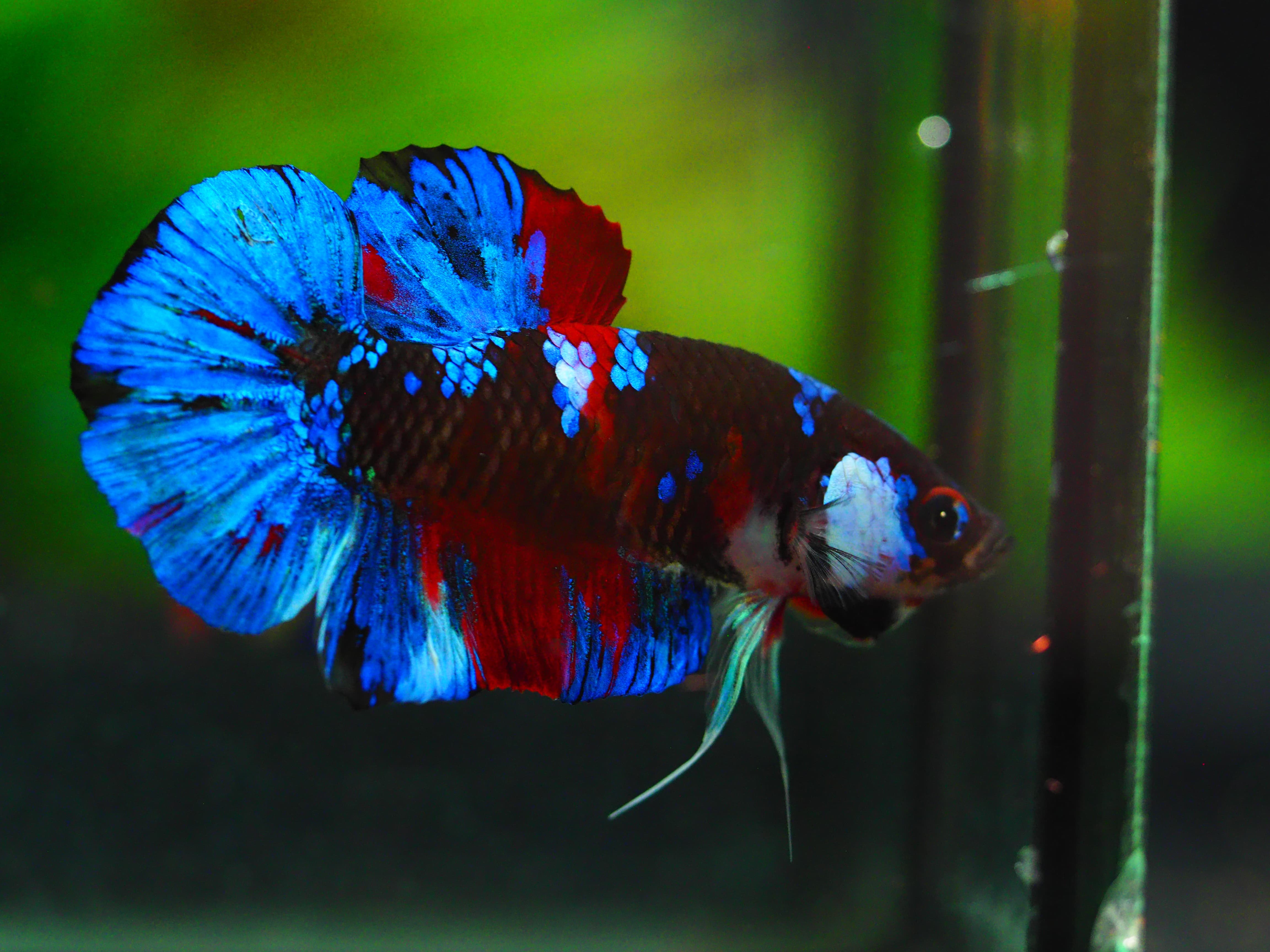 HMPK KOI GALAXY MALE GRADE A+++