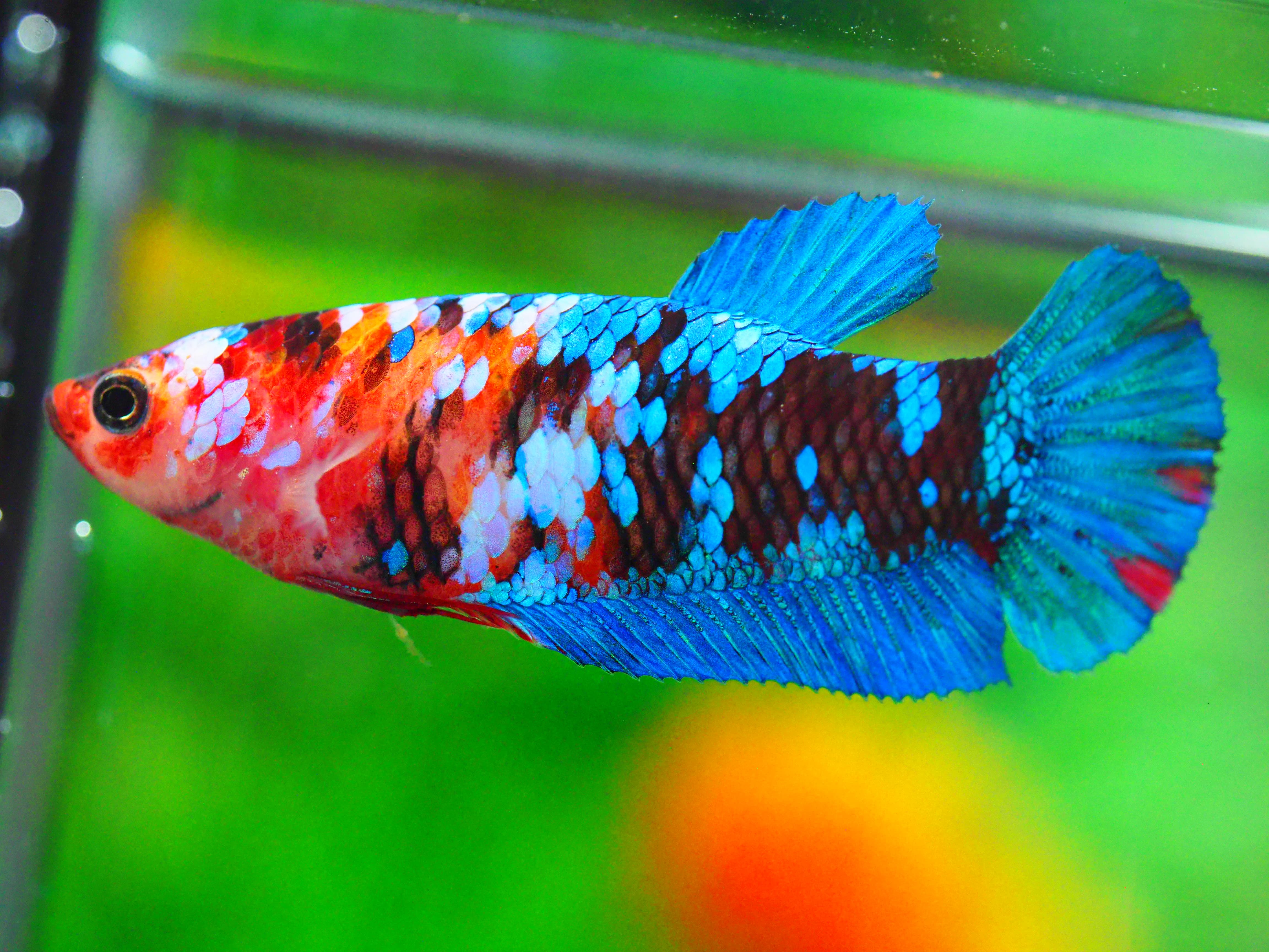 HMPK KOI GALAXY FNMALE GRADE A +++