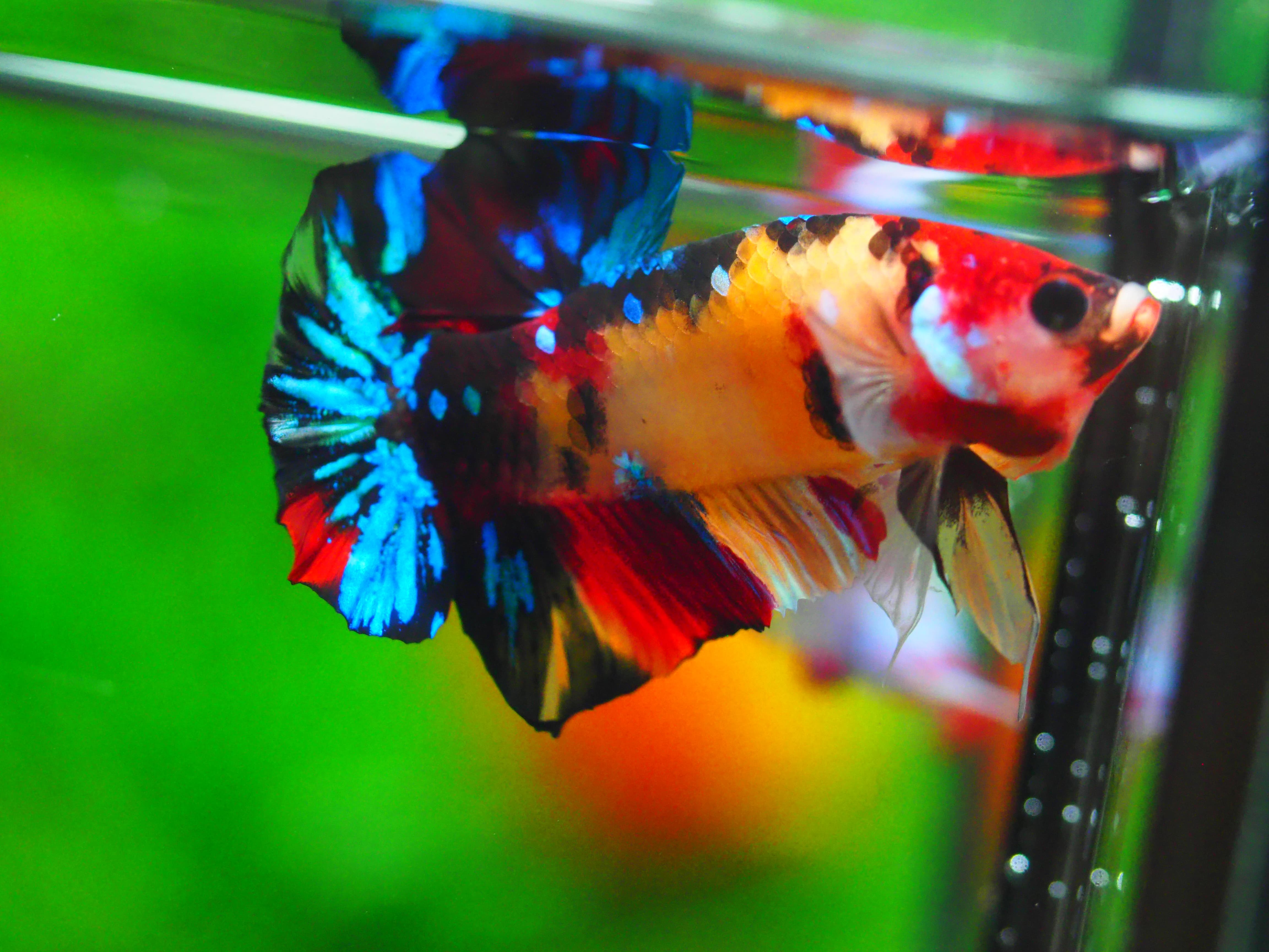 HMPK NEMO GALAXY MALE GRADE A +++