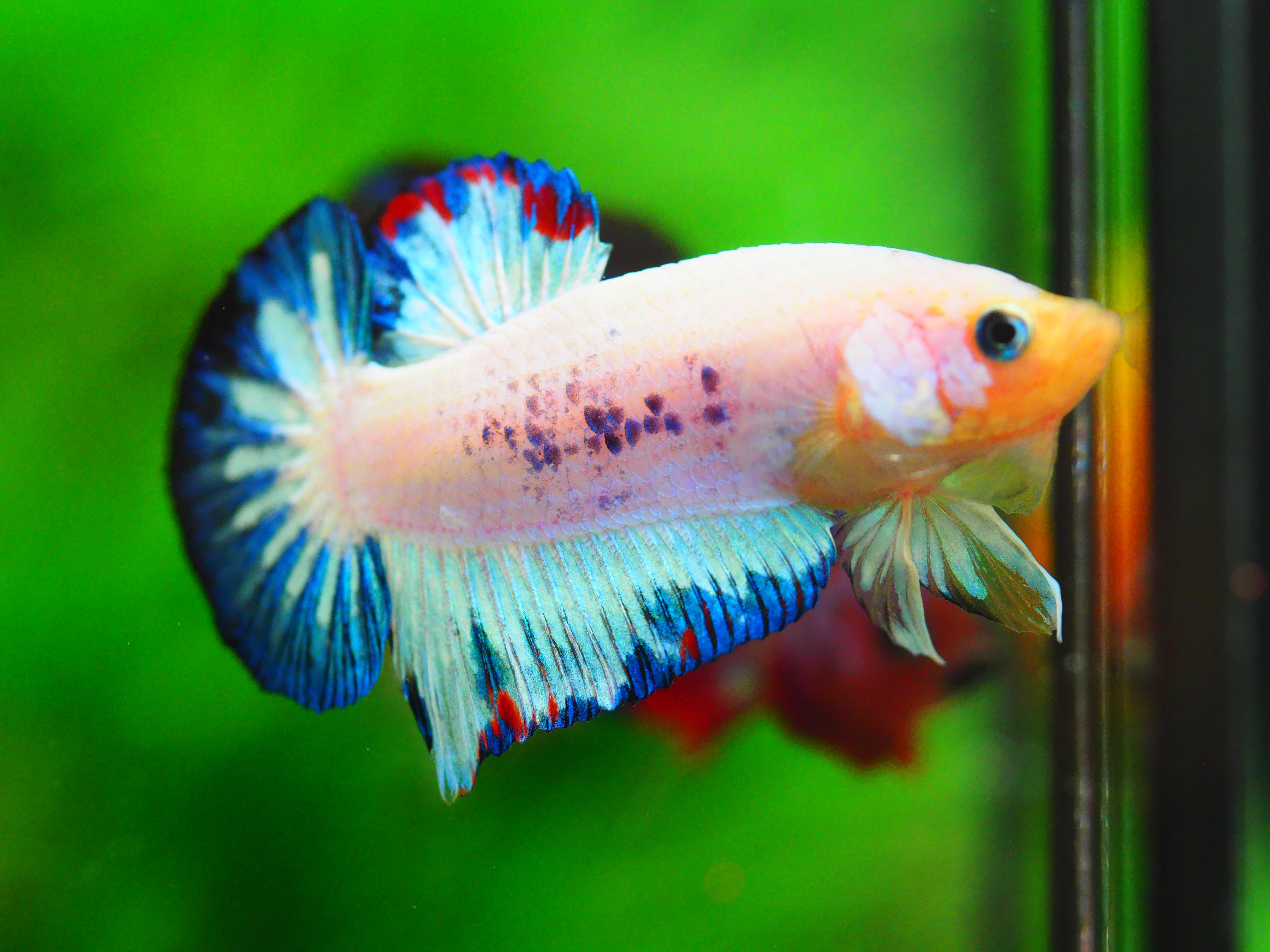 HMPK KOI FANCY MALE GRADE A+++ ปลาเด็ก