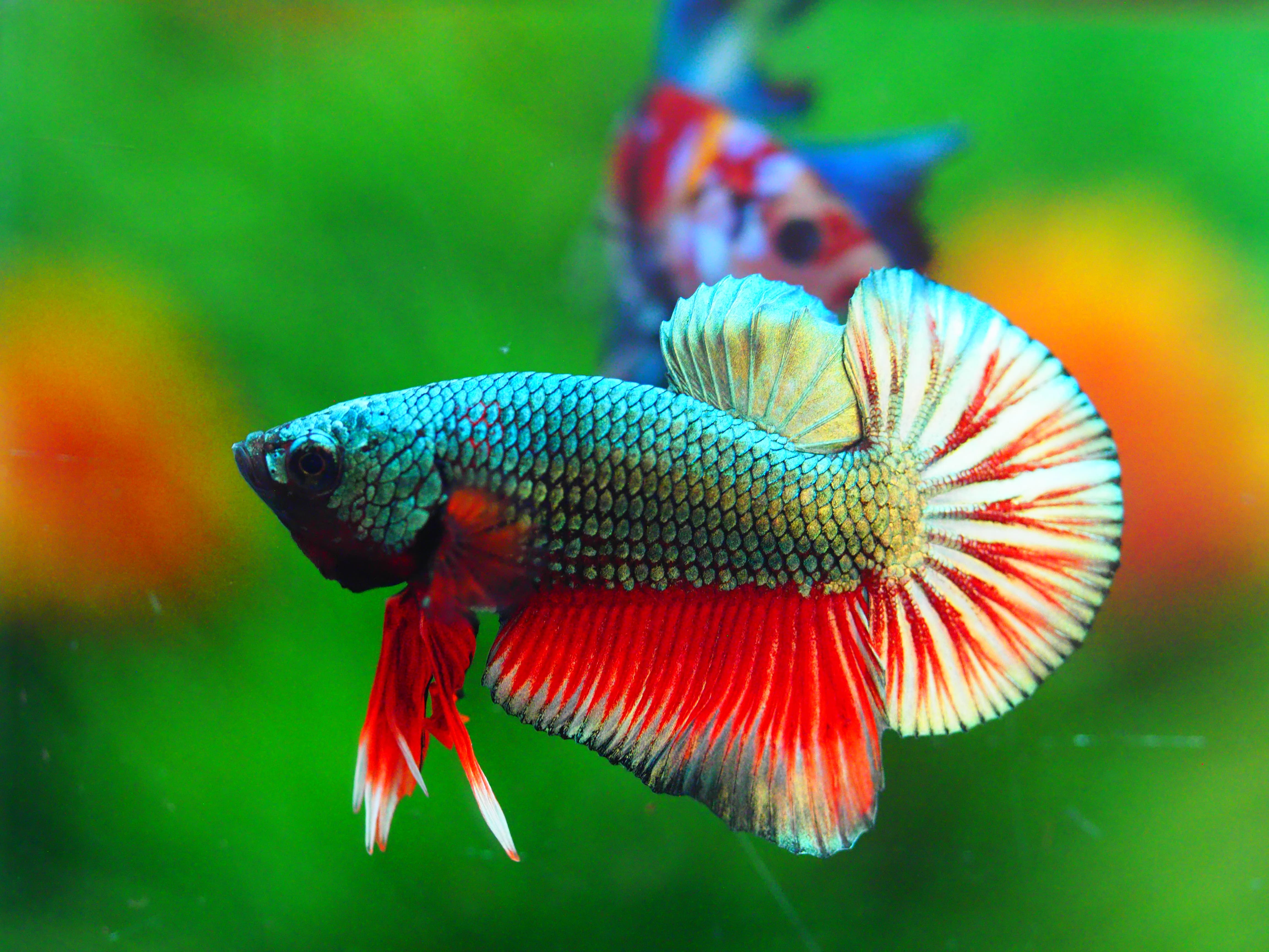 PK COPPER MALE GRADE A +++