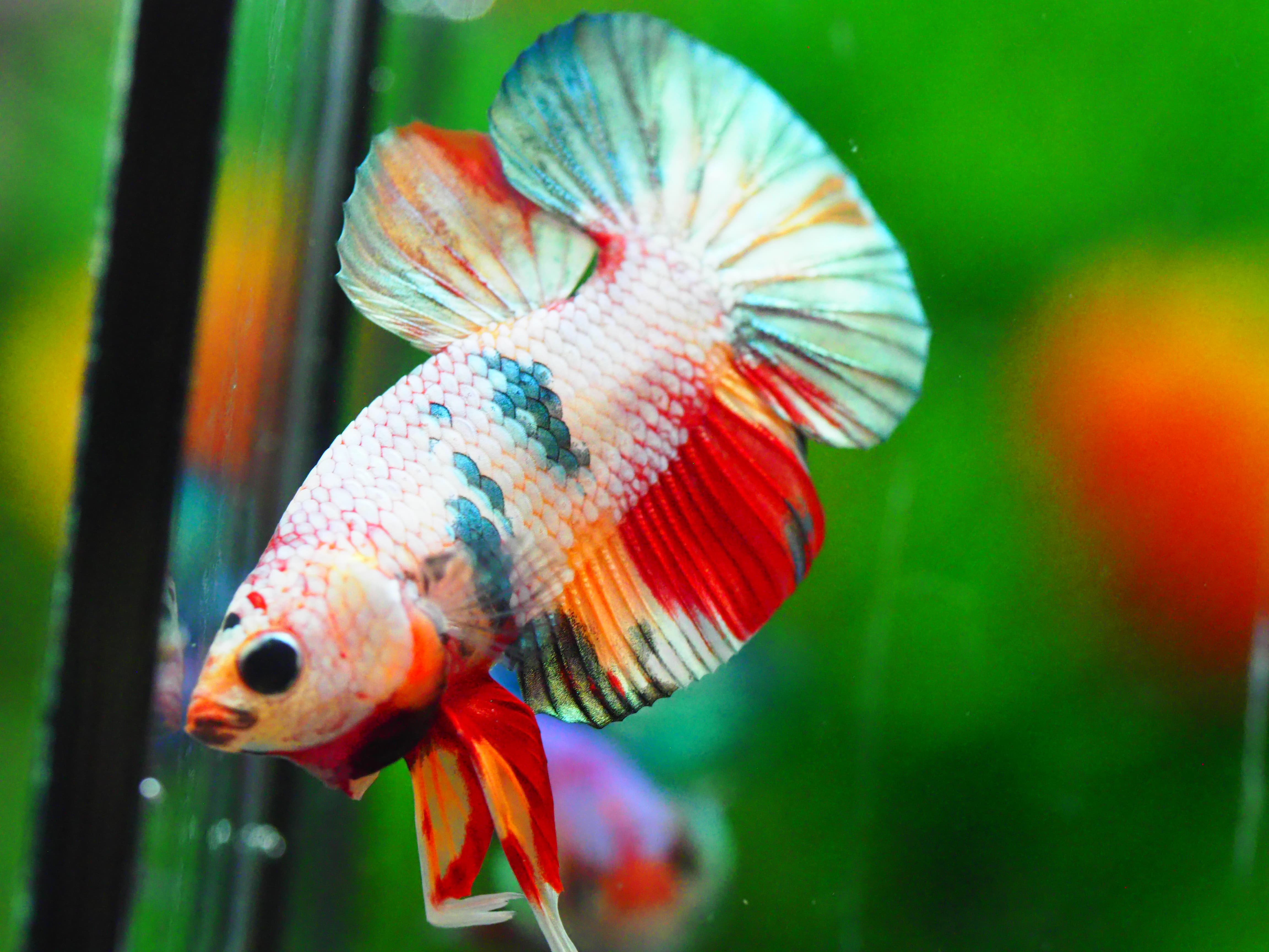 HMPK COPPERCFANCY MALE GRADE A +++