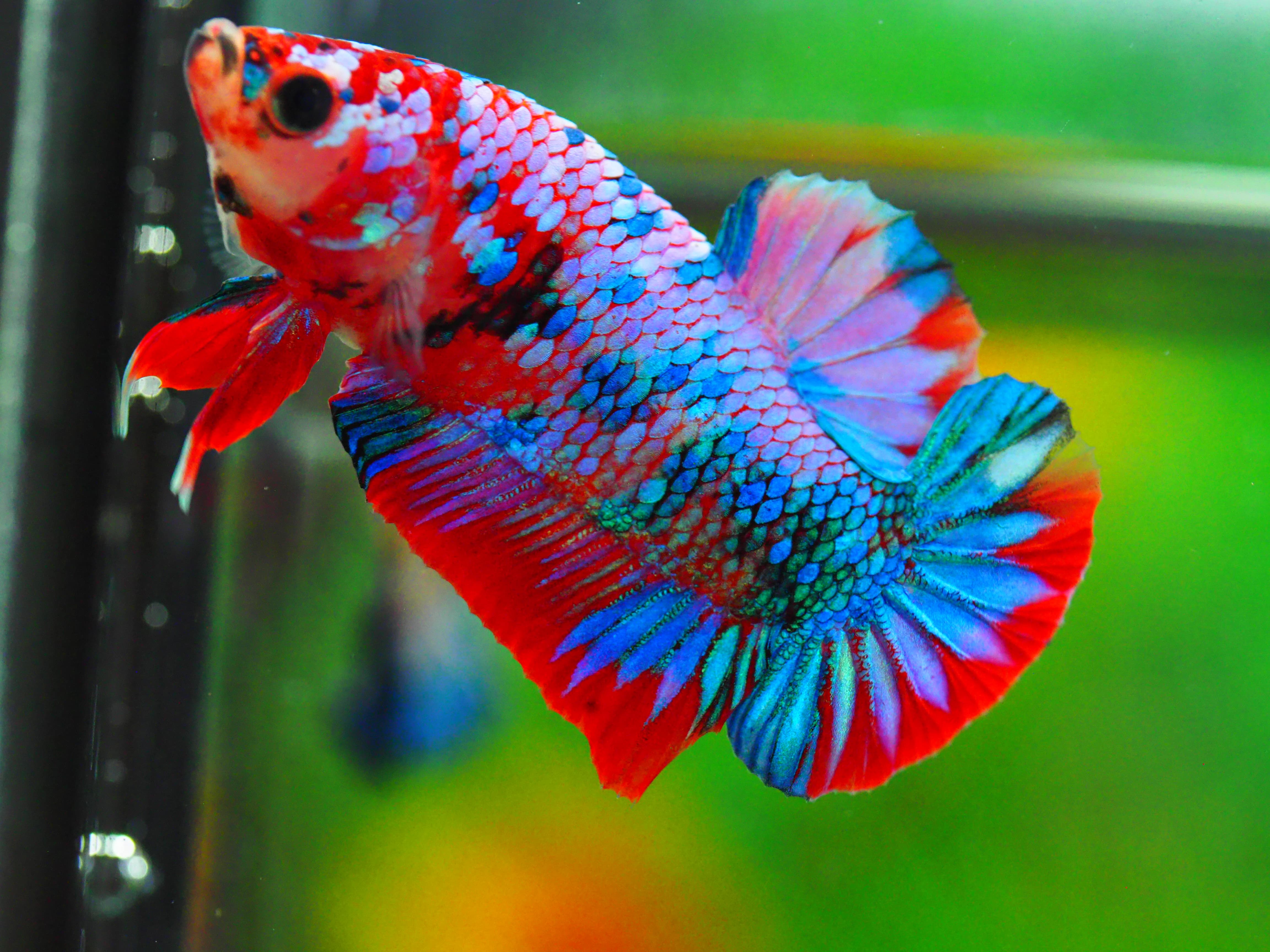 HMPK KOI GALAXY MALE GRADE A +++