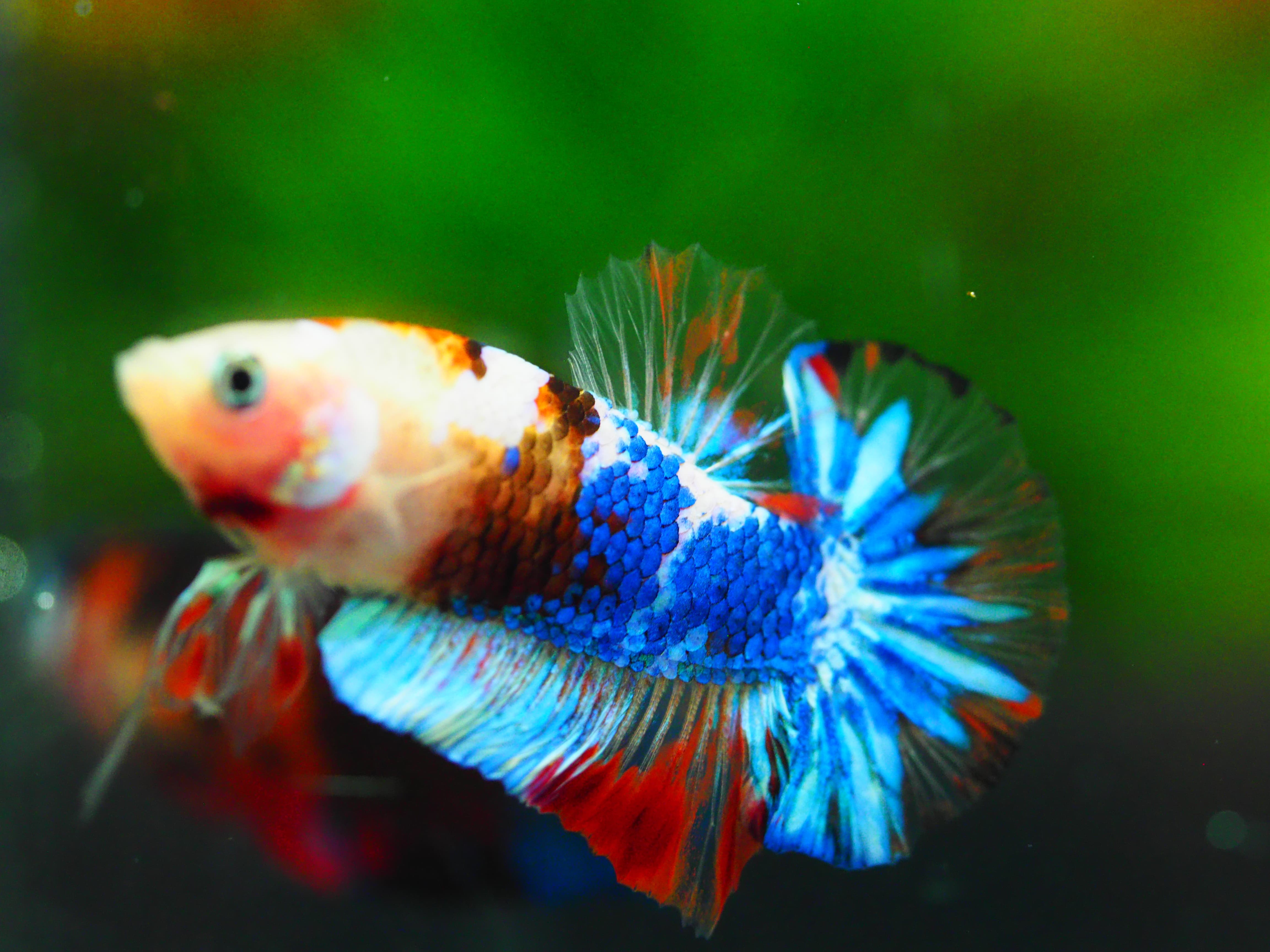 HMPK KOI GALAXY MALE GRADE A++