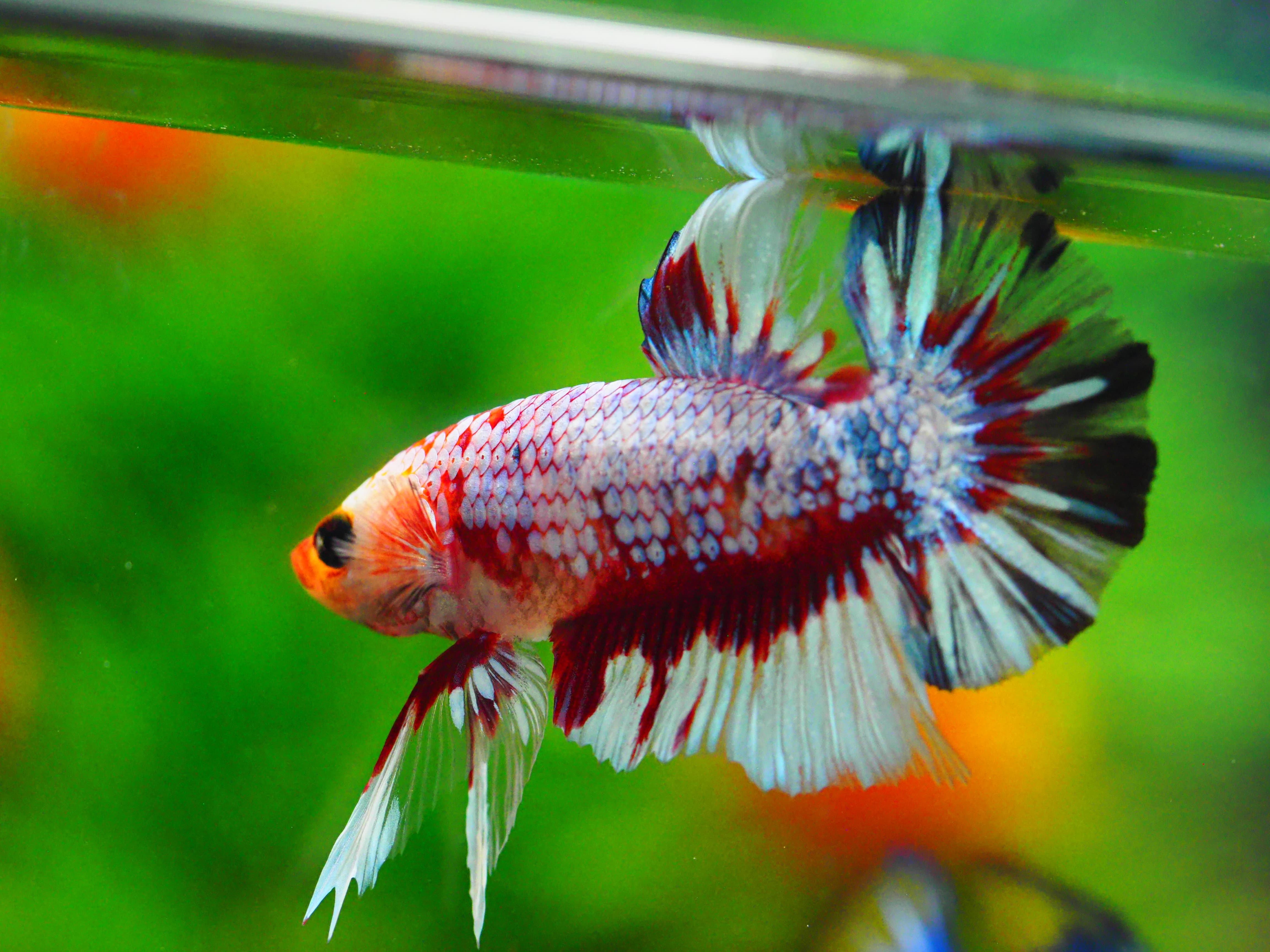 HMPK FANCY MALE GRADE A +++