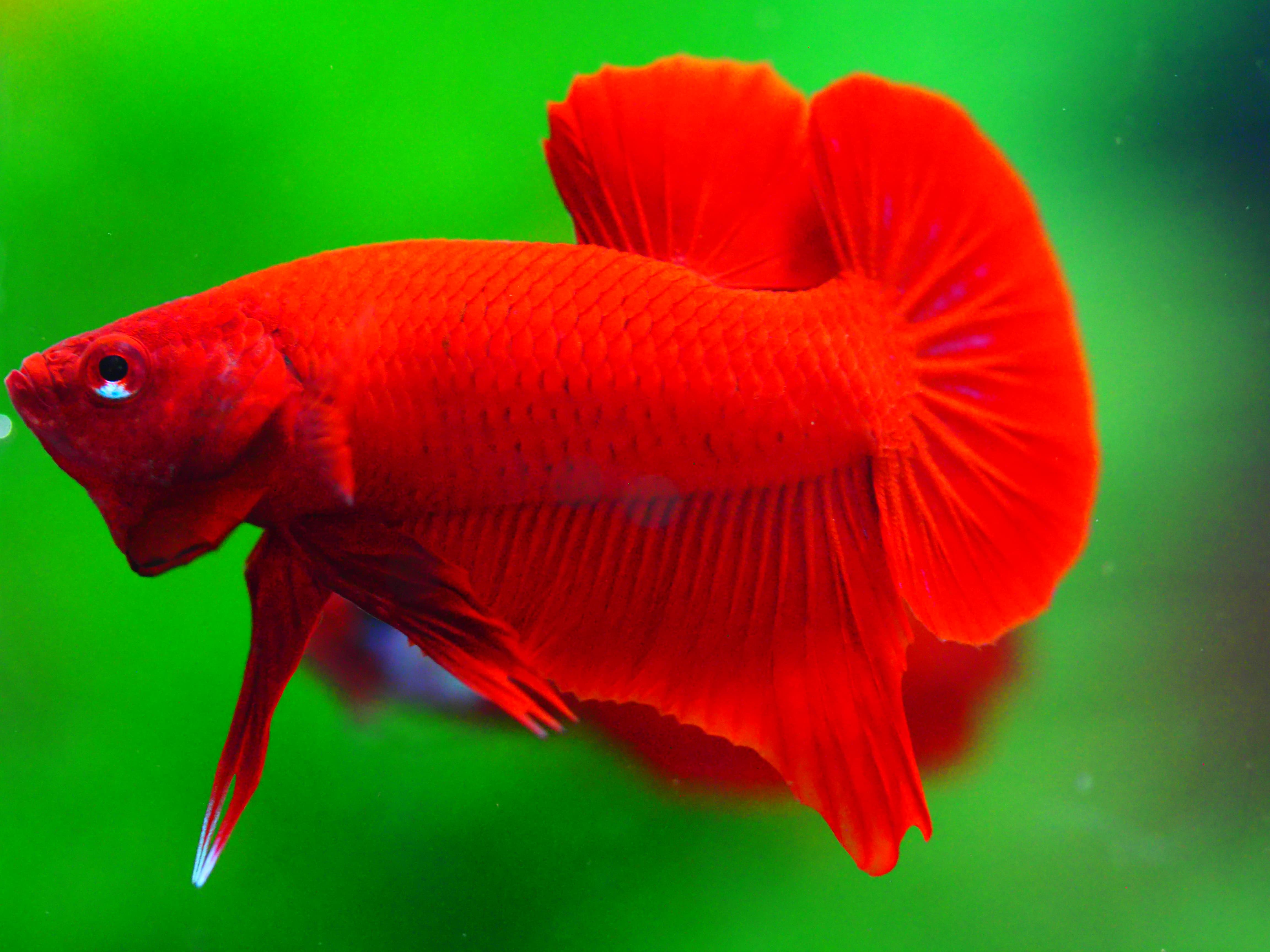 HMPK RED MALE GRADE A +++