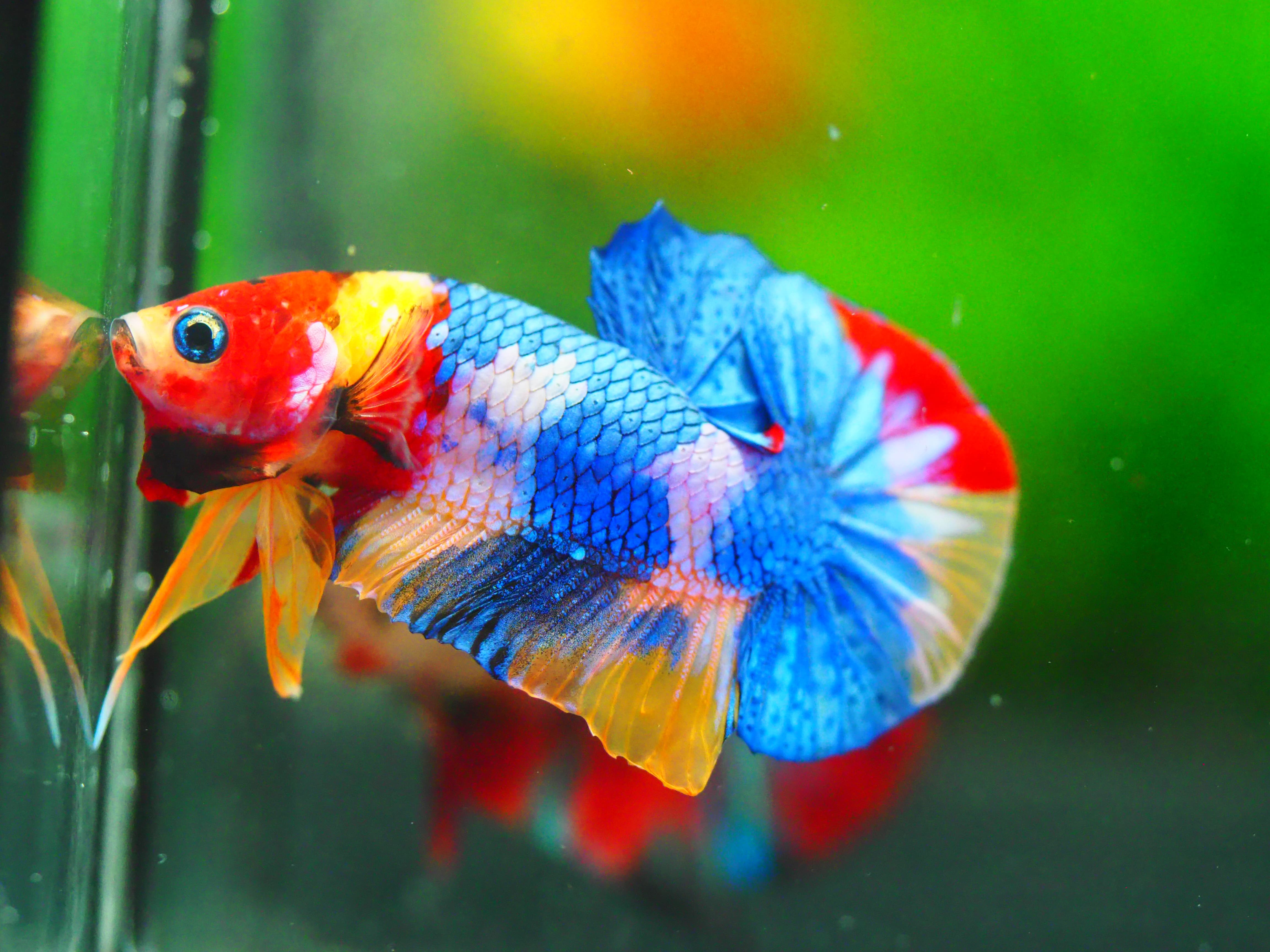 HMPK Multicolor MALE GRADE A +++