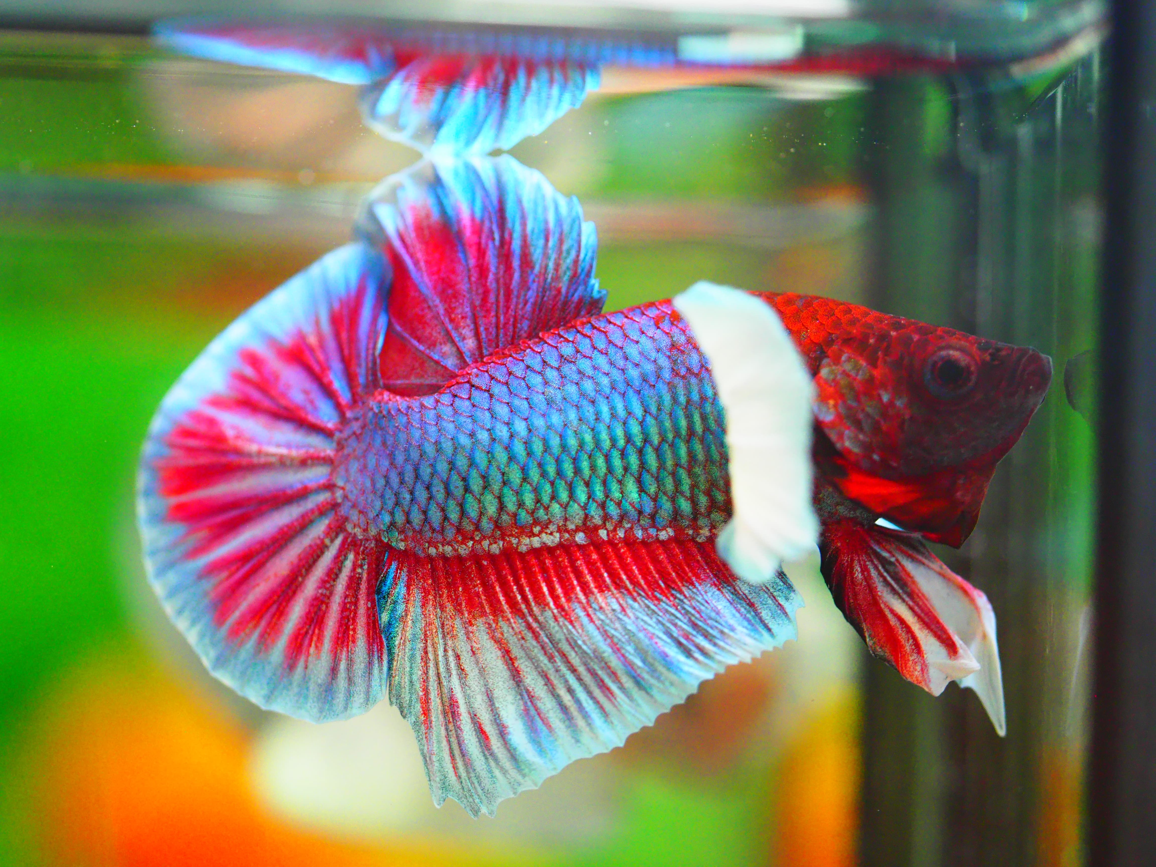 HMPK DUMBO MALE GRADE A +++