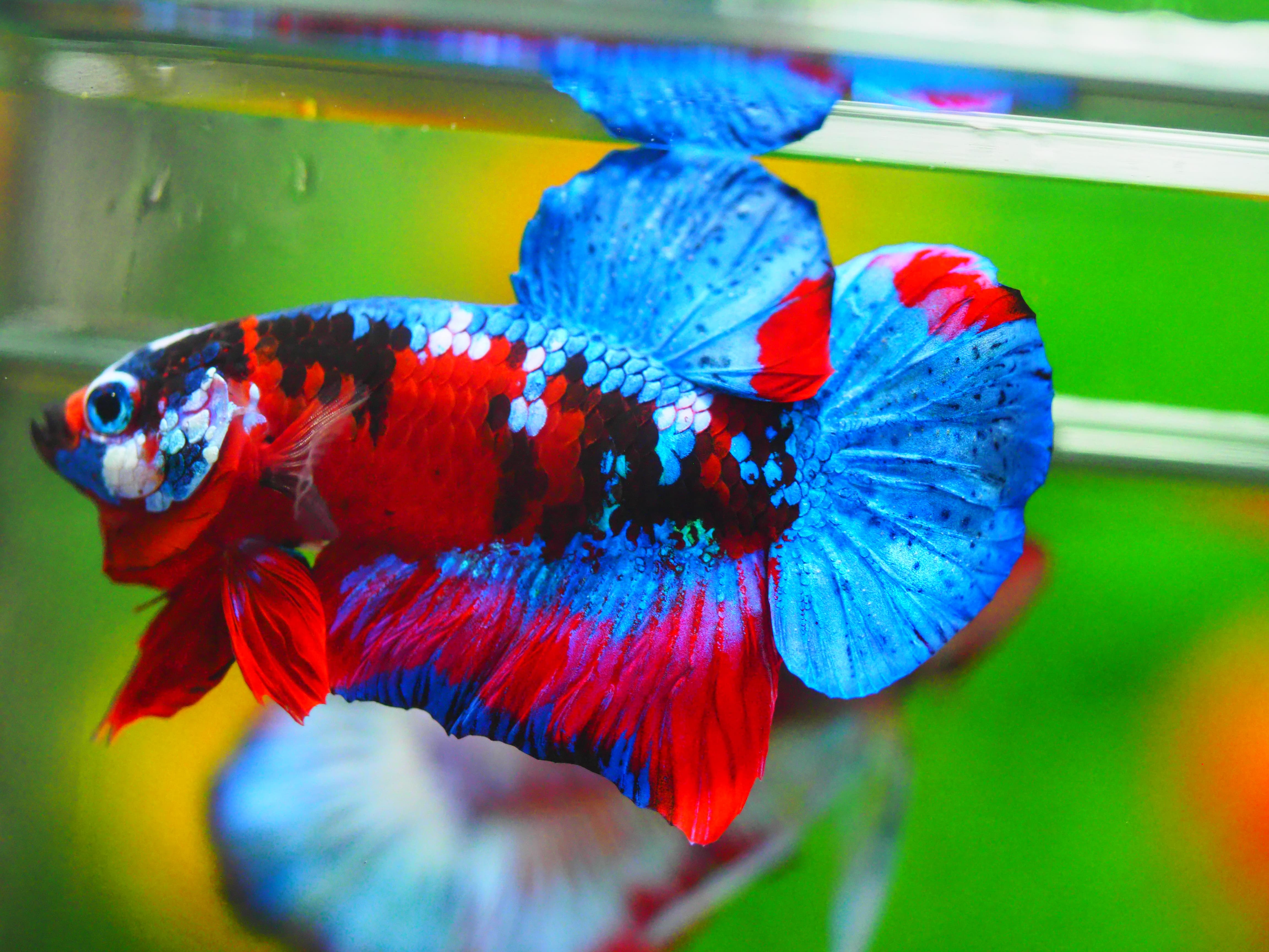 HMPK KOI GALAXY MALE GRADE A +++