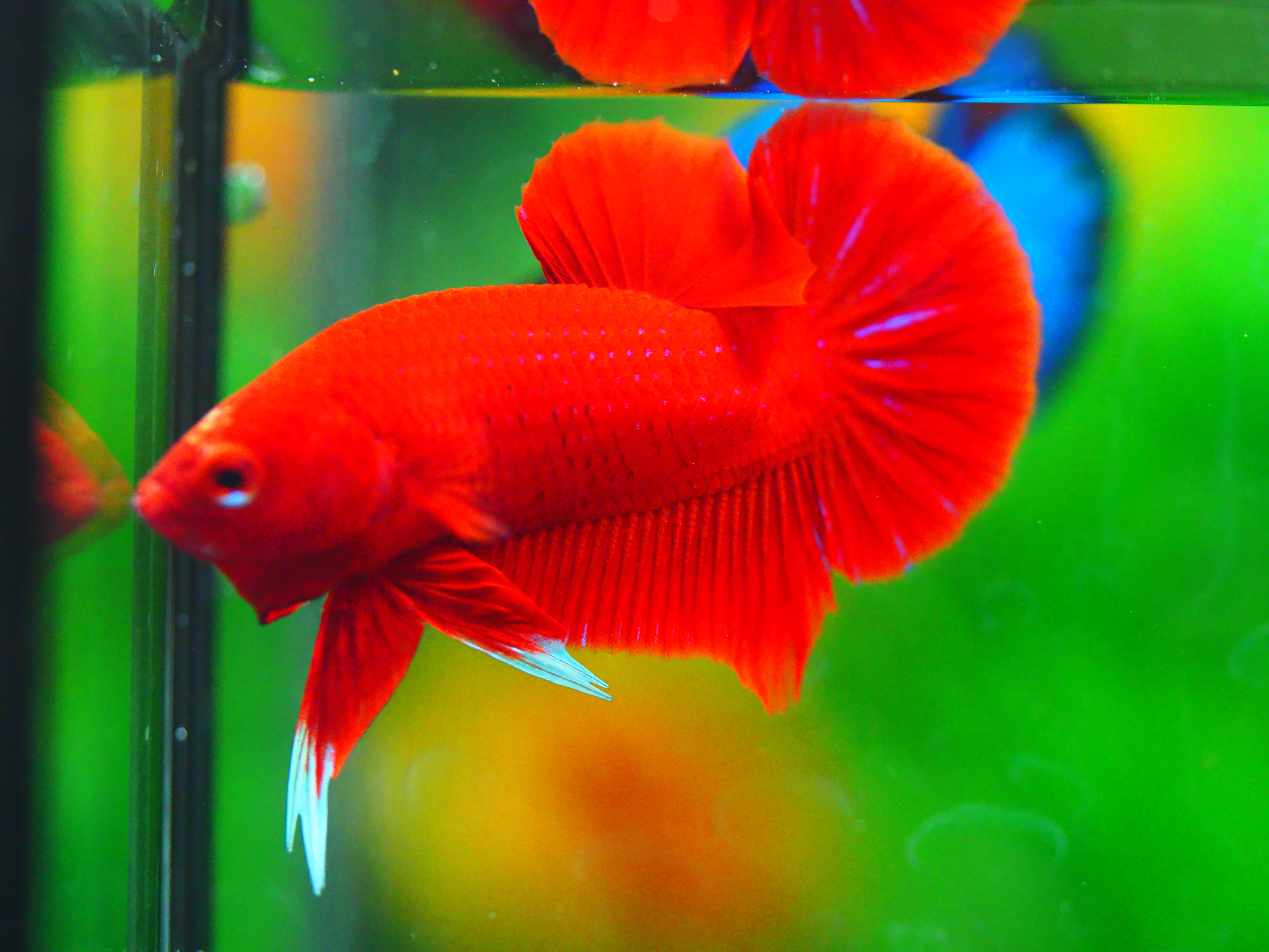 HMPK RED MALE GRADE A +++