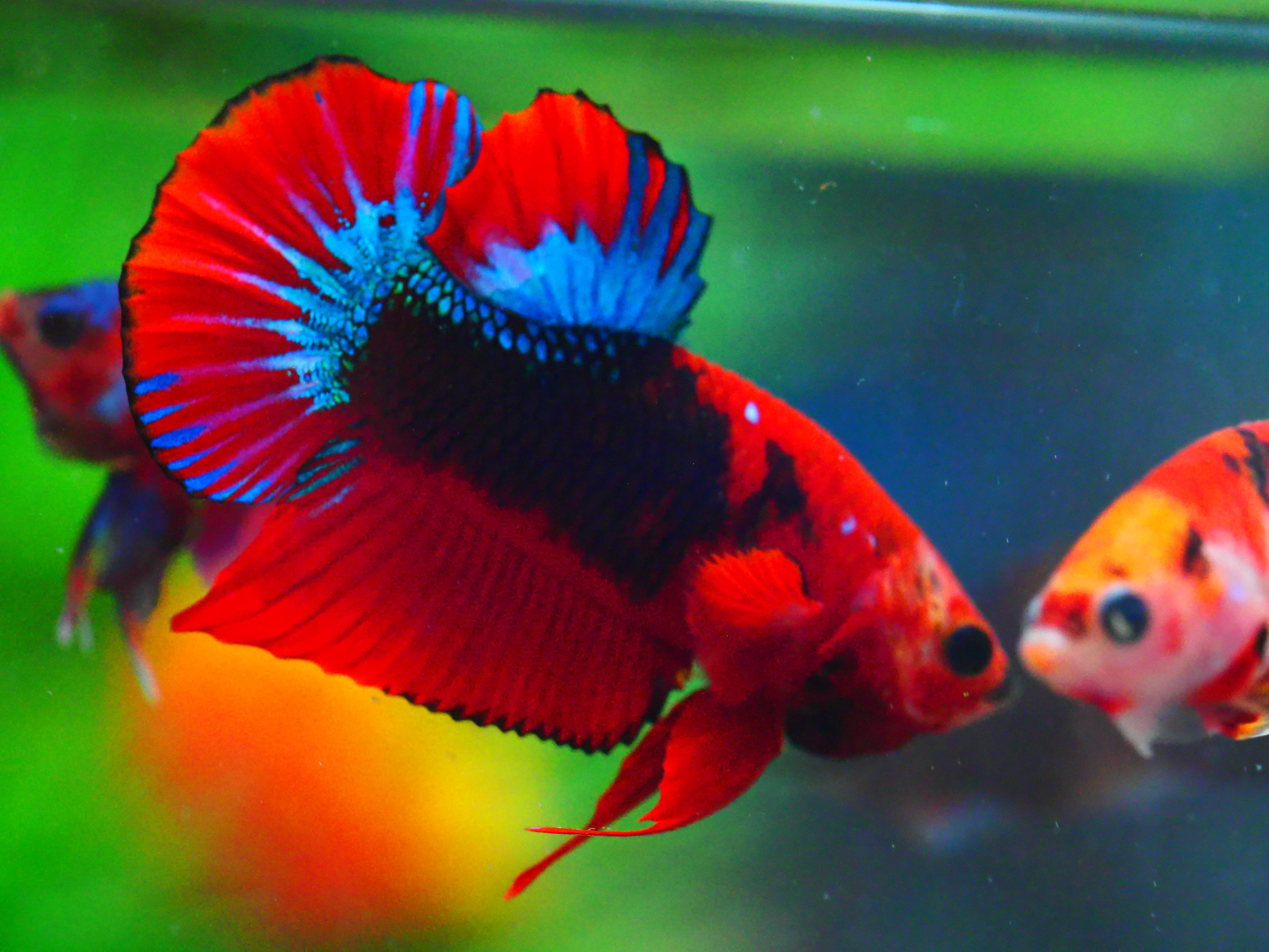 HMPK FANCY MALE GRADE A +++