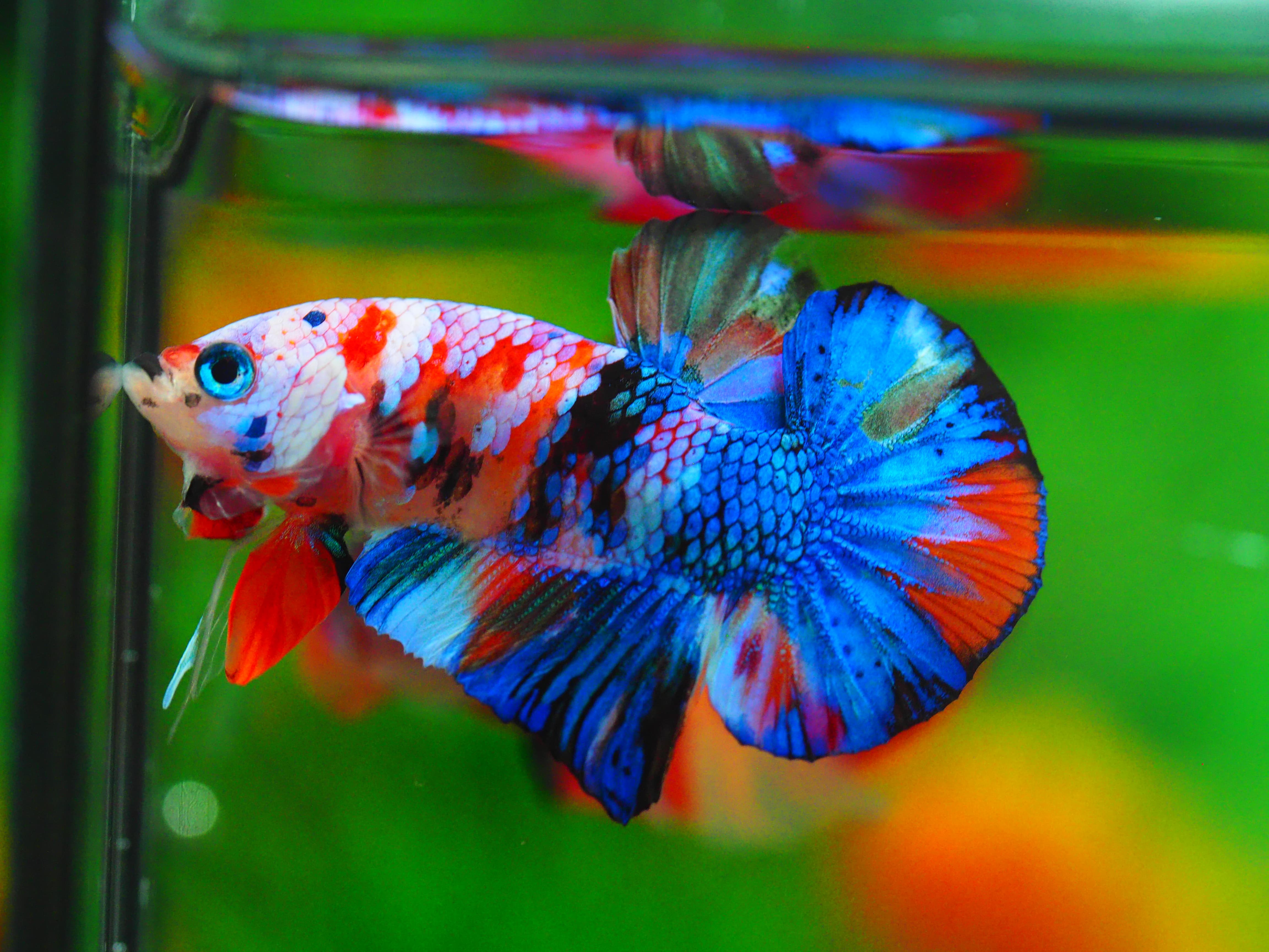 HMPK KOI GALAXY MALE GRADE A++