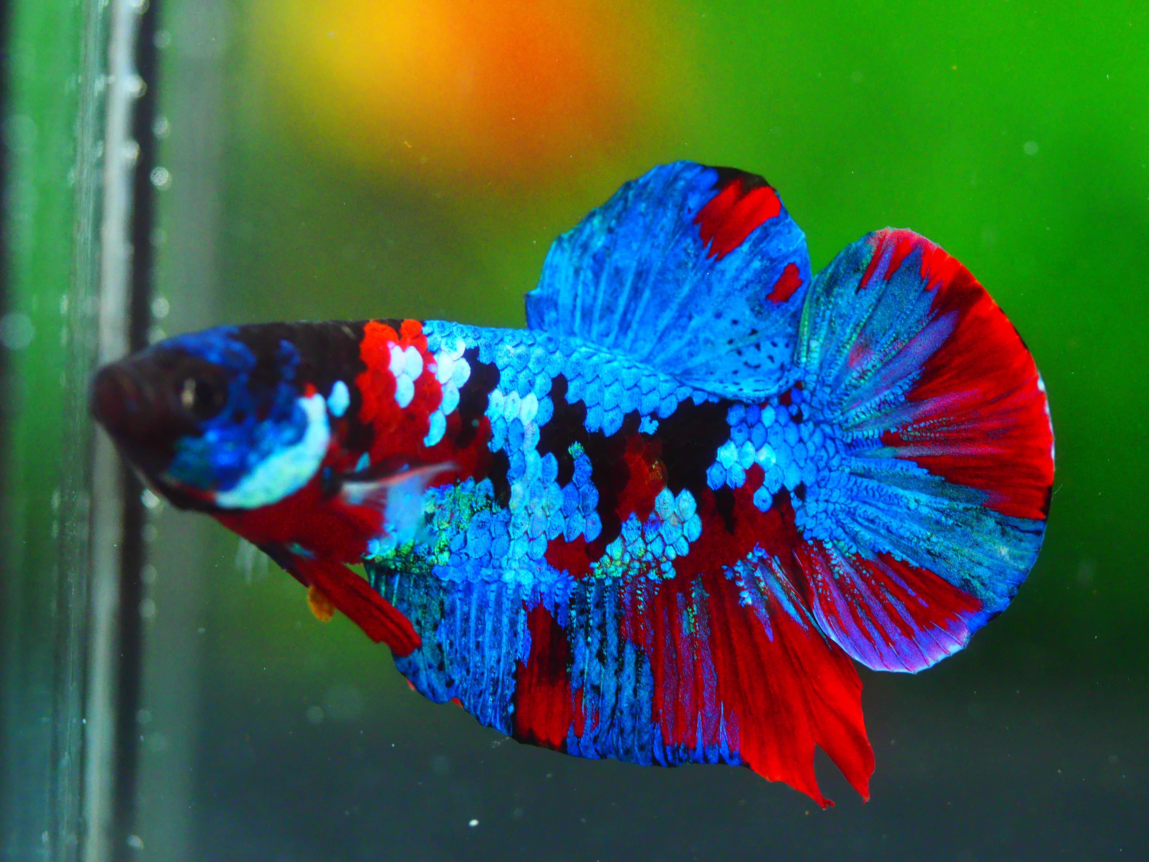 HMPK KOI GALAXY MALE GRADE A +++