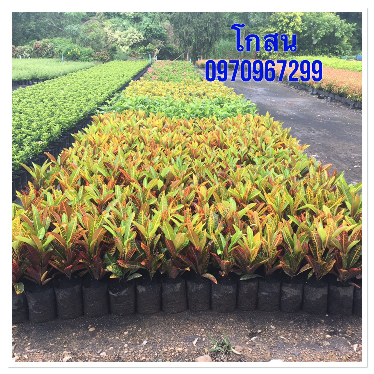 โกสน