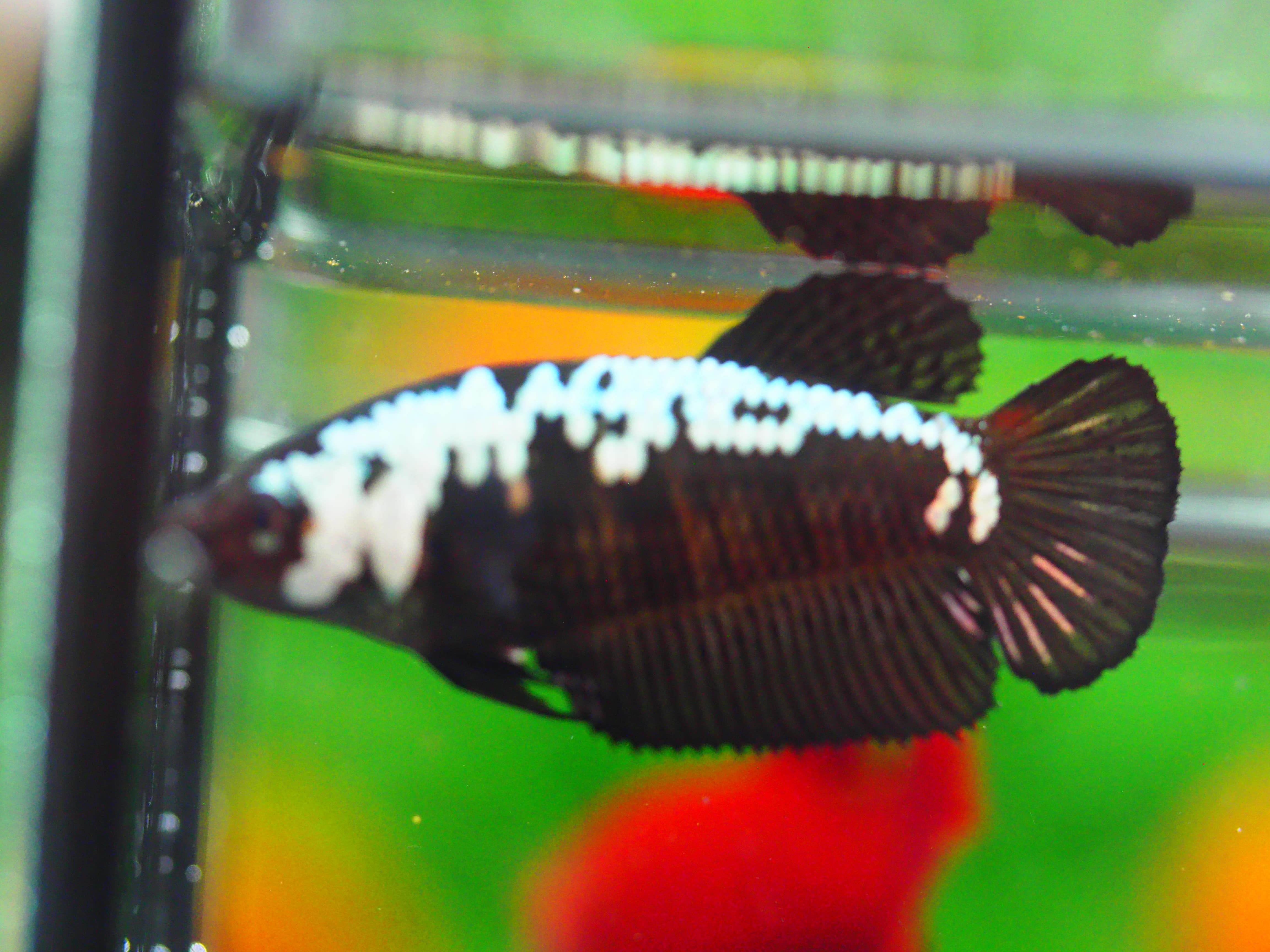 HMPK SRMURIA FEMALE GRADE A +++